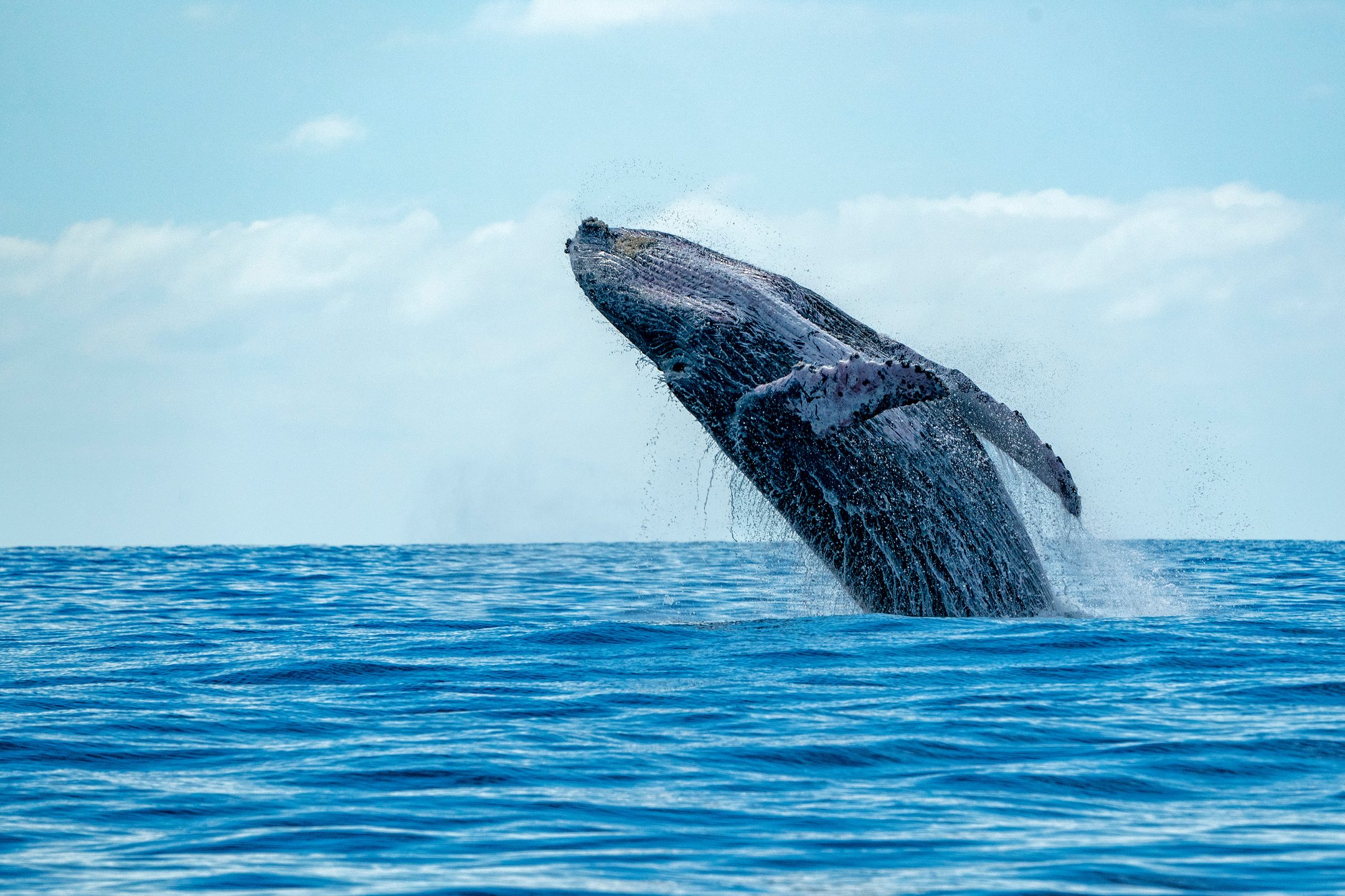 Maui Travel Guide.pdf-image-011.jpg