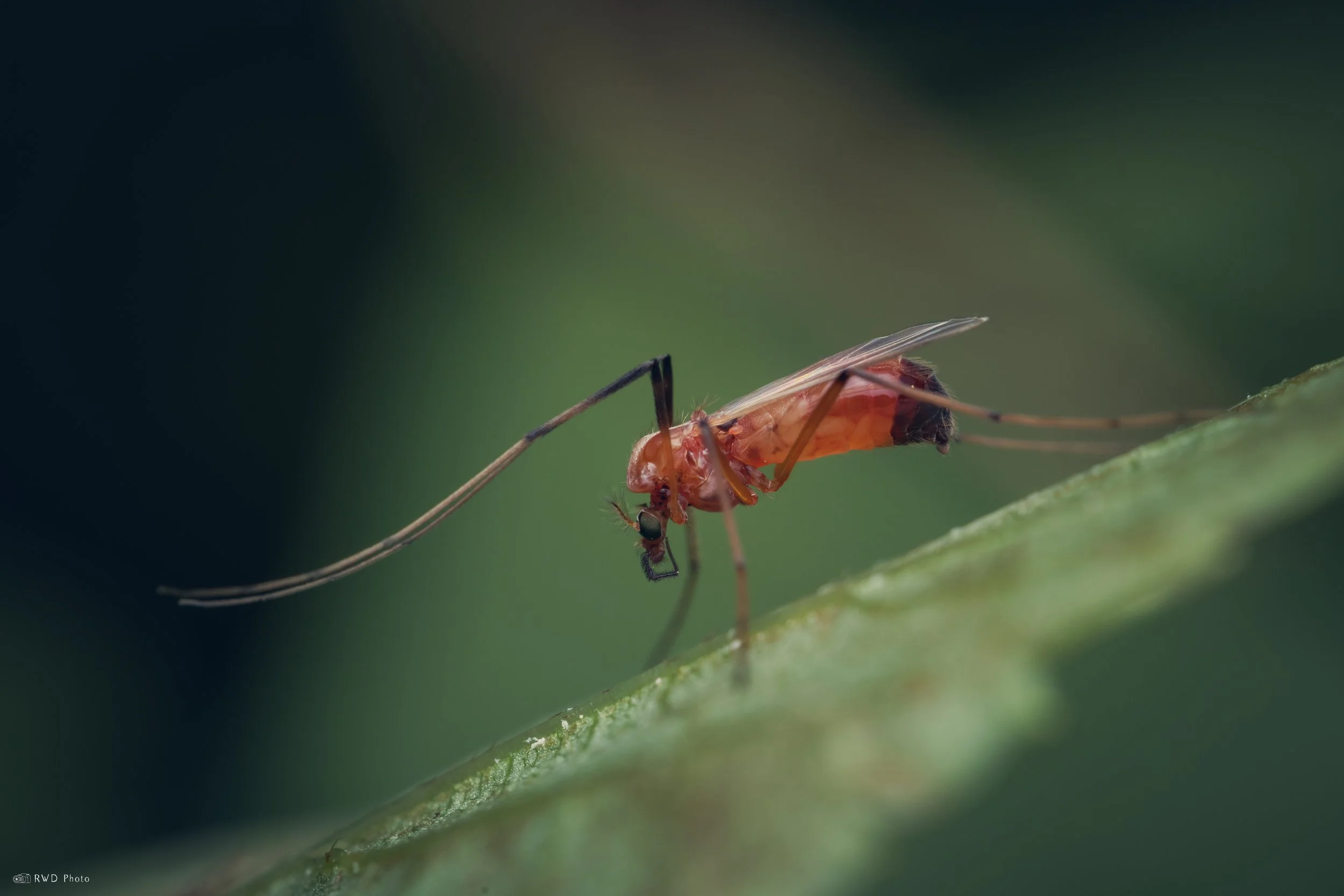 091225-GallMidge.jpg