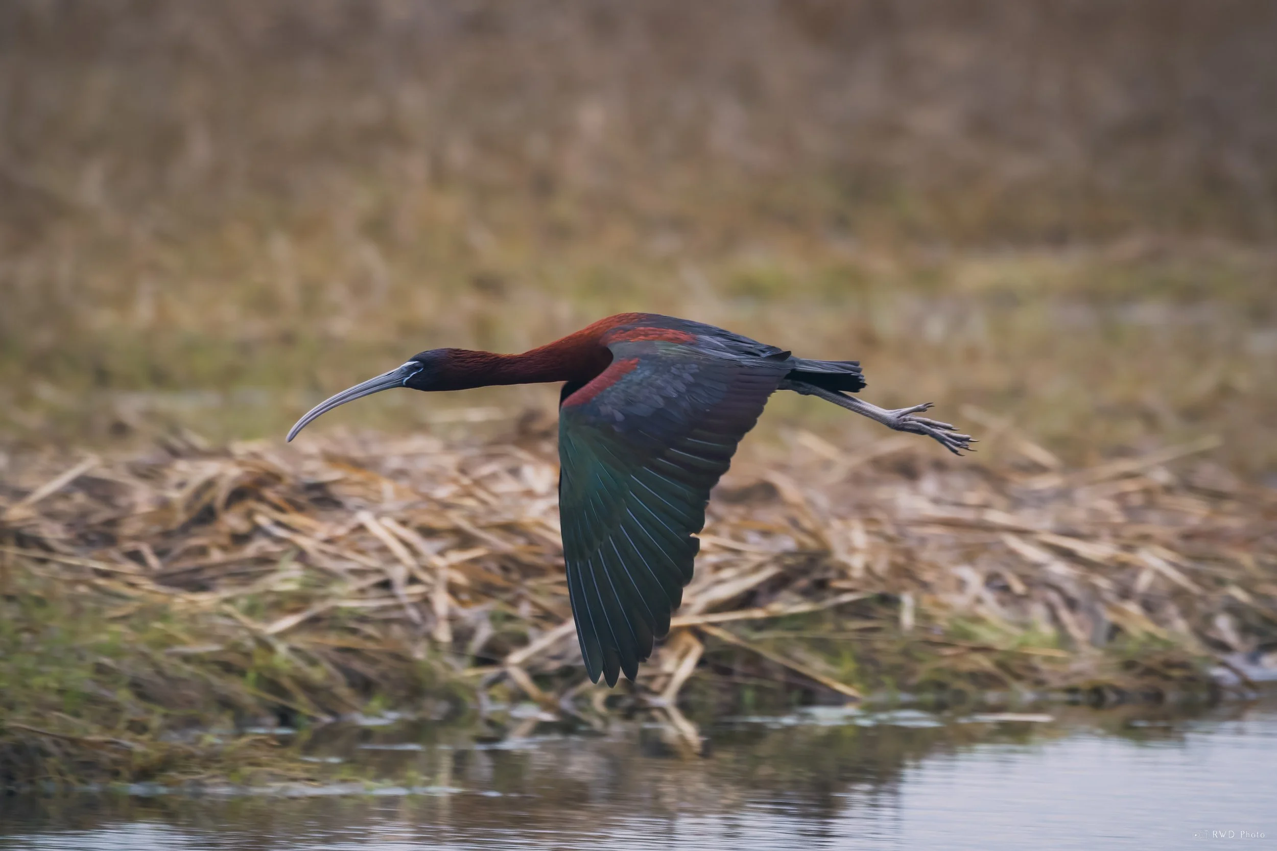 042626-GlossyIbis-1-2.jpg