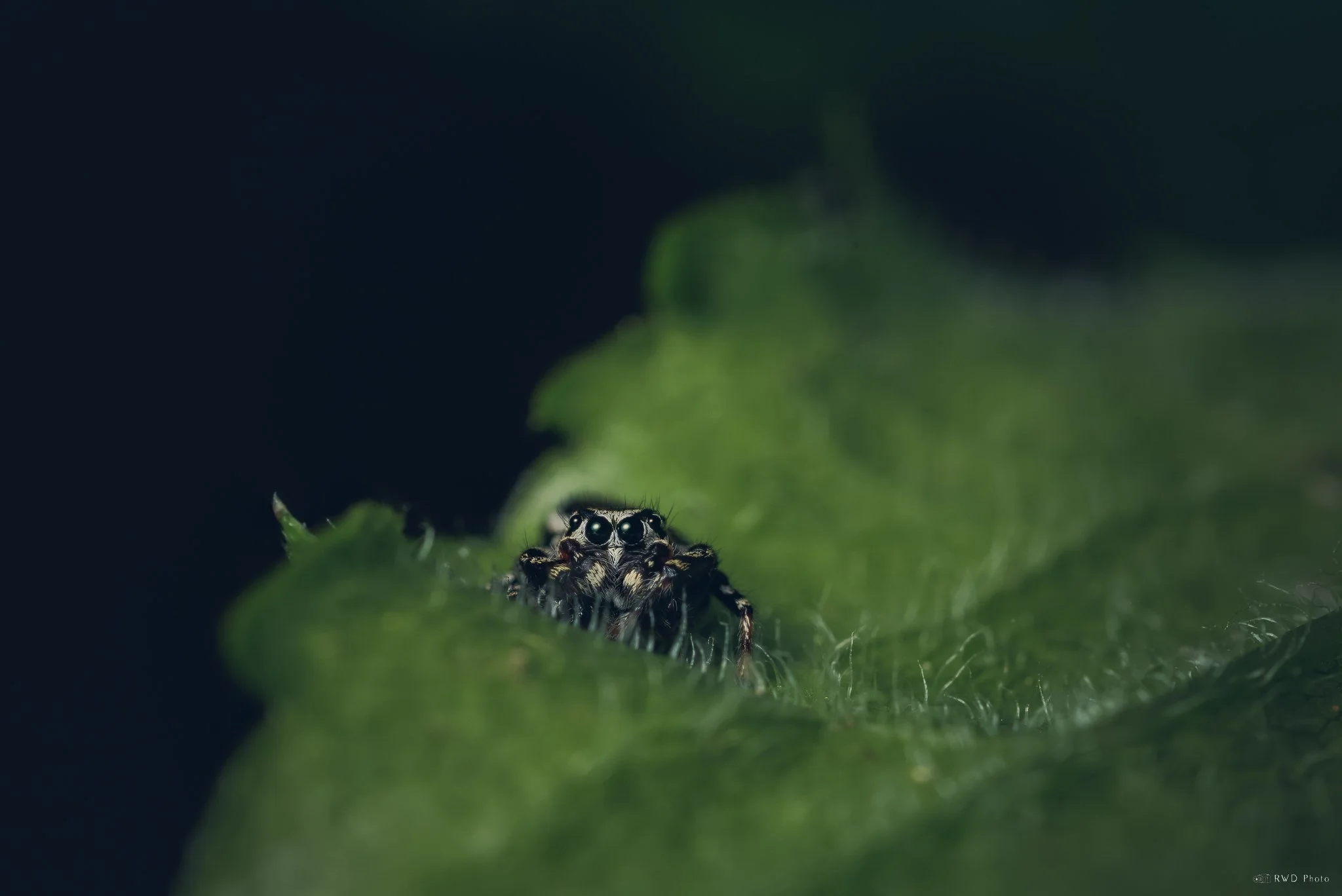 051025-JumpingSpider.jpg