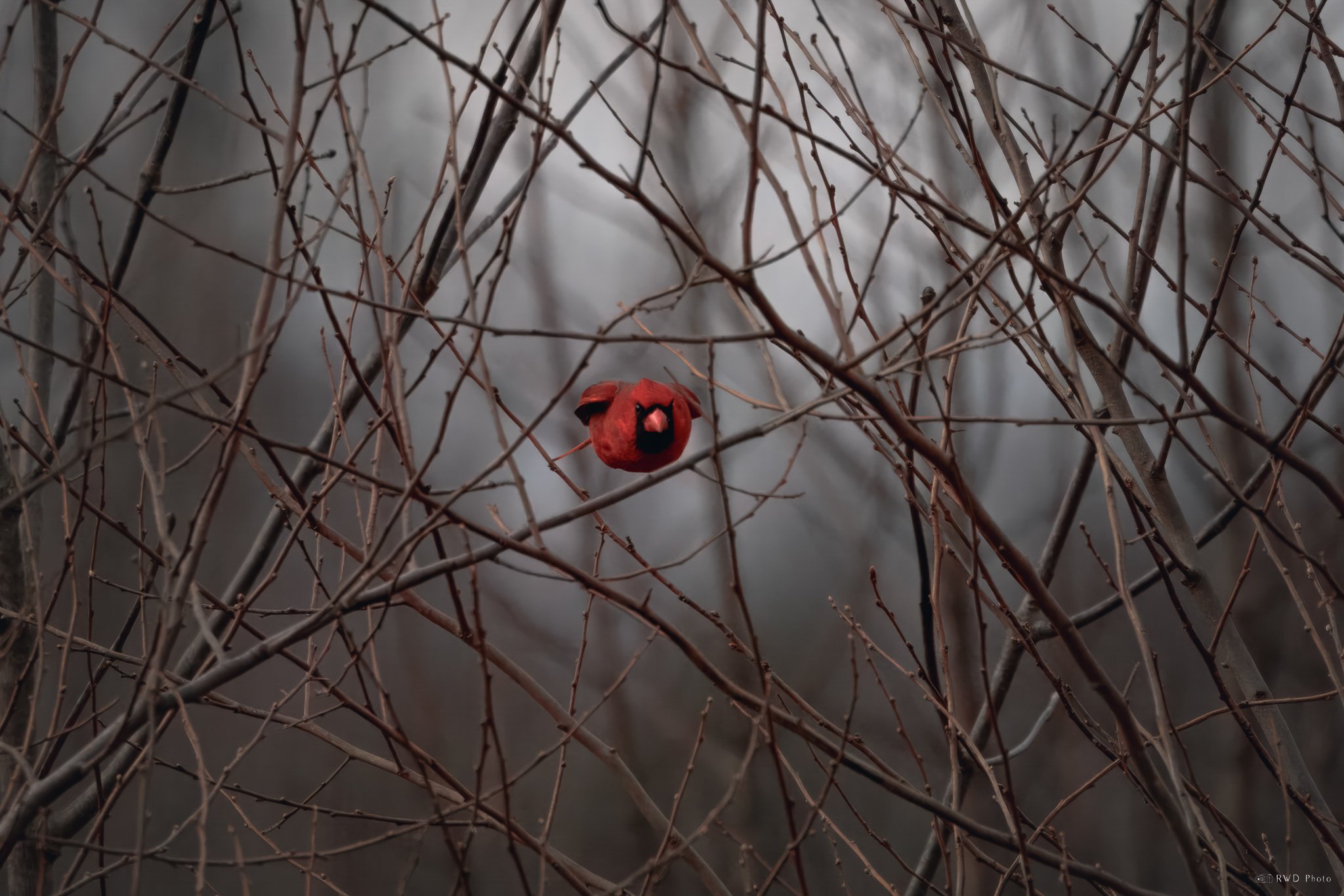 020225_Cardinal.jpg