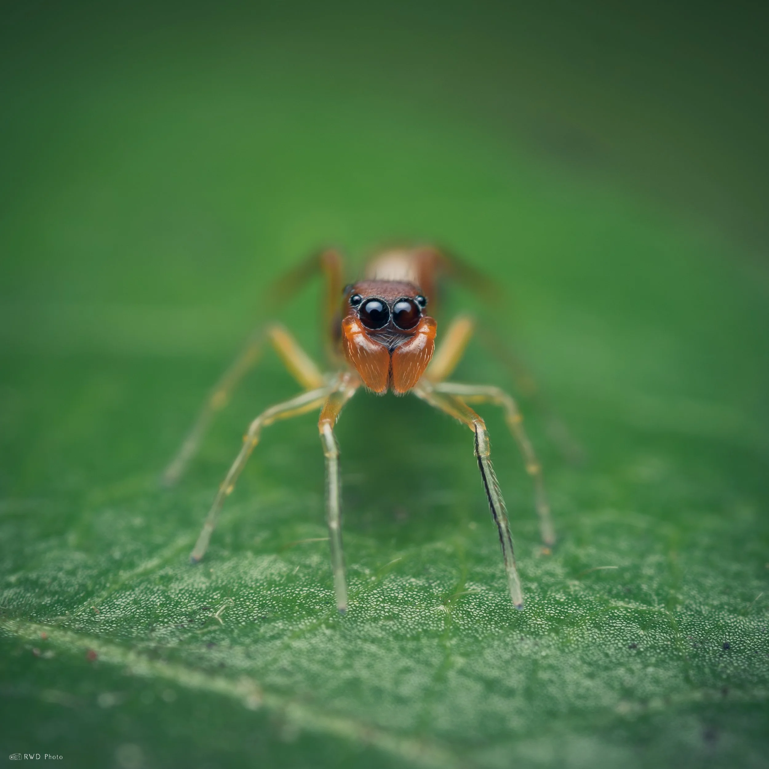 091225-AntSpider.jpg