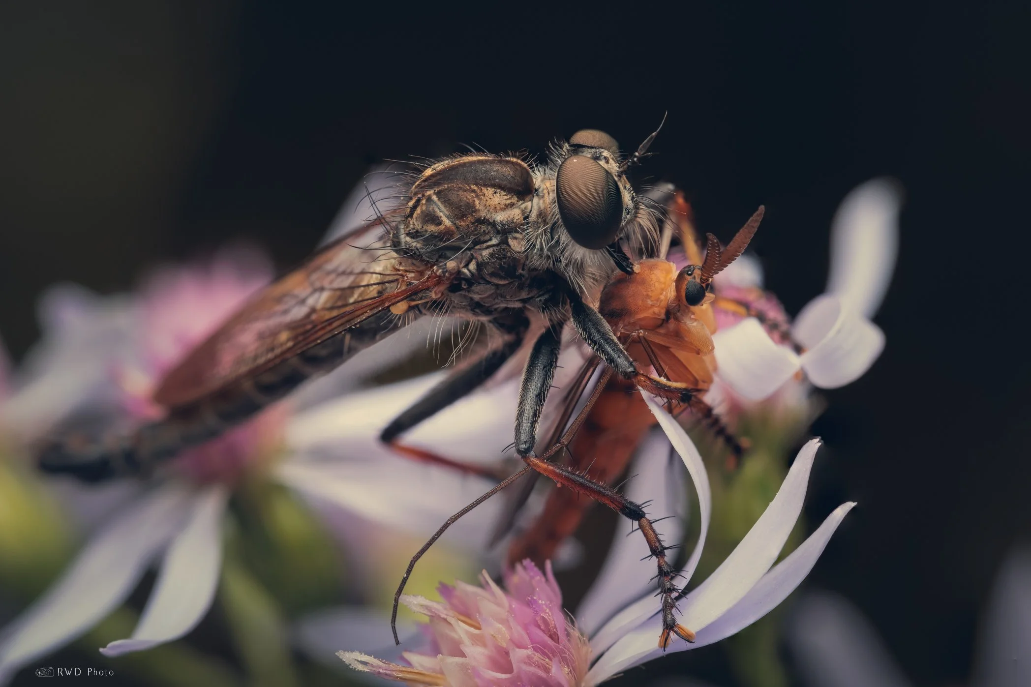 100324_Robberfly.jpg