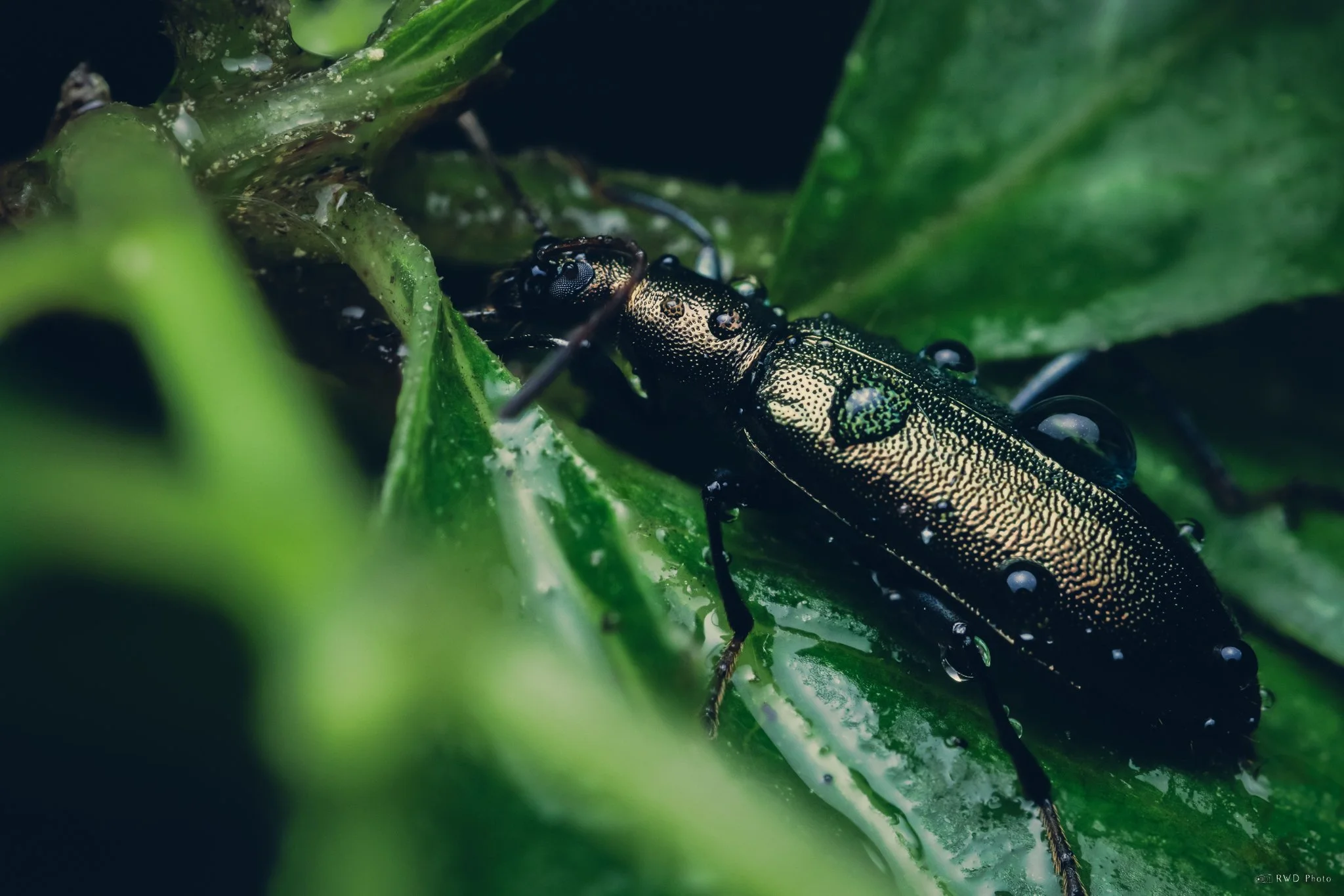 061724-BronzeDarklingBeetle-2.jpg