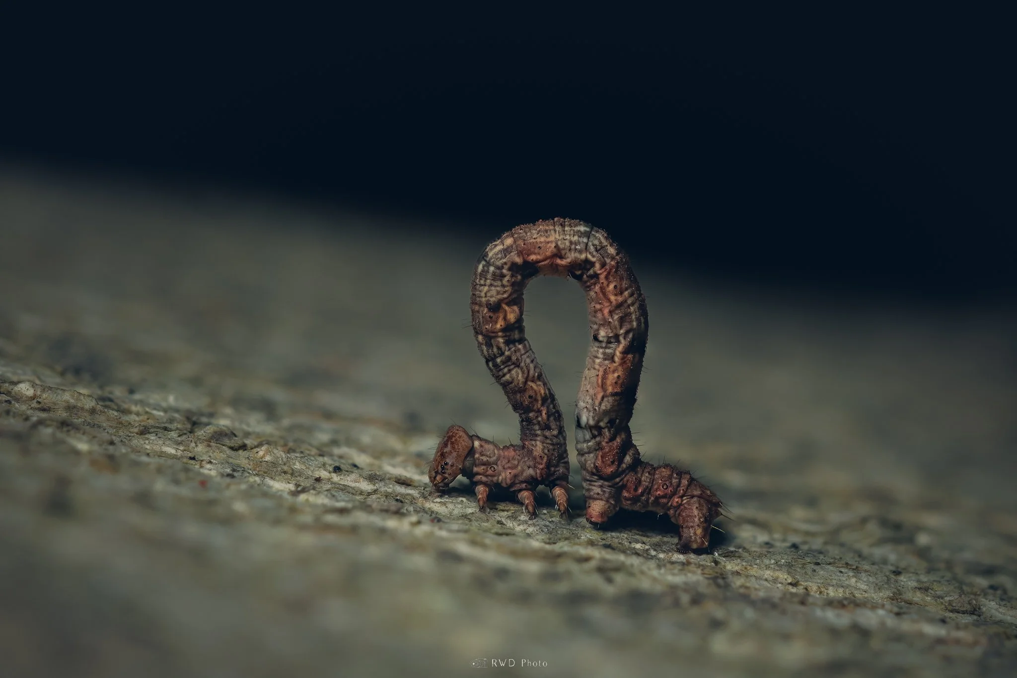 121224_Inchworm.jpg