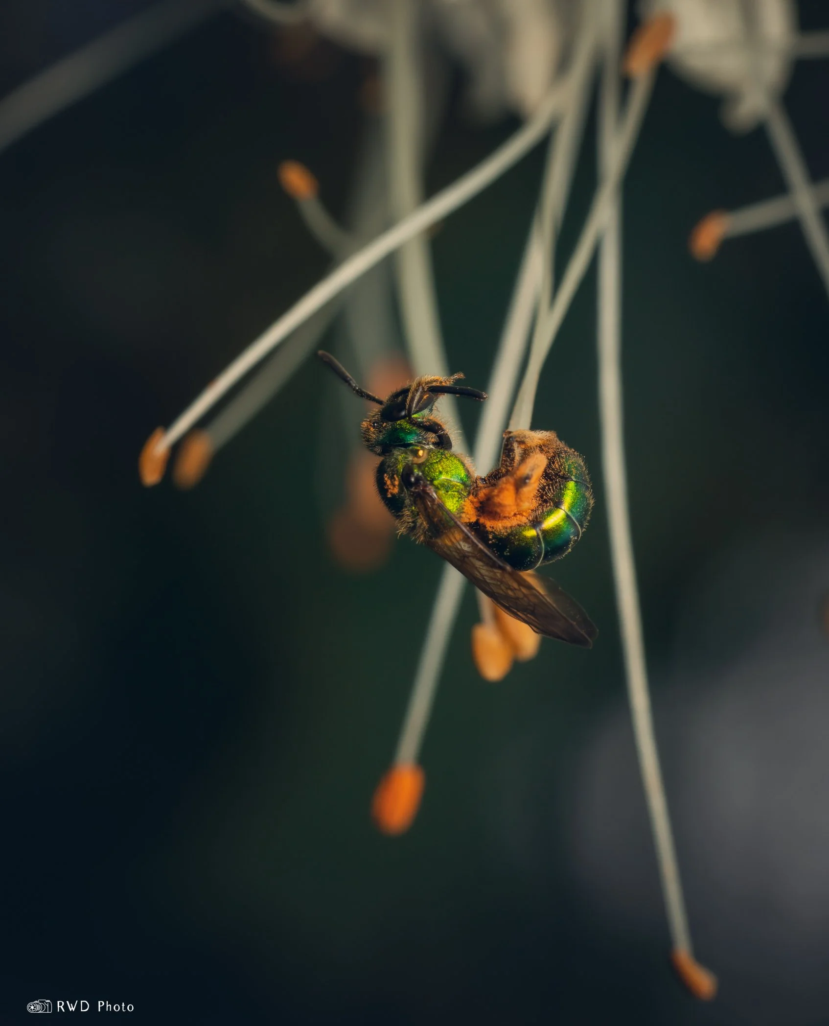 071324_SweatBee-1.jpg