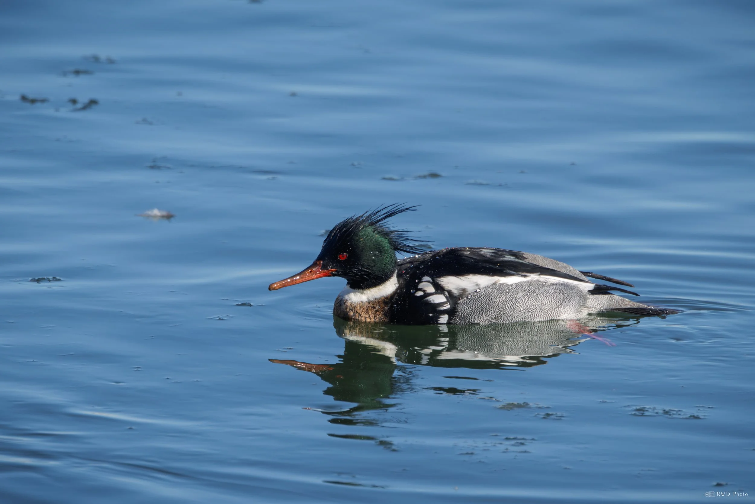 020926-RedBreastedMerganser.jpg