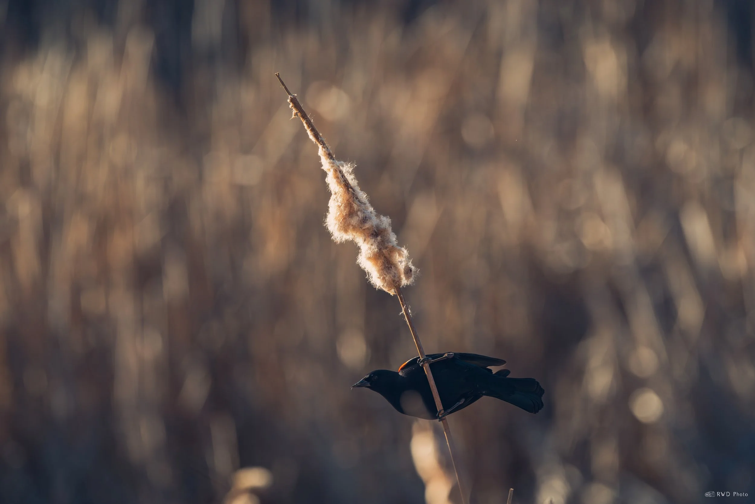 031925-RedWingedBlackbird-1.jpg
