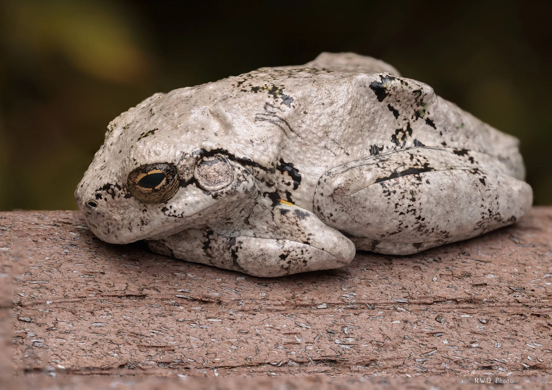 082024_GreyTreeFrog-2.jpg