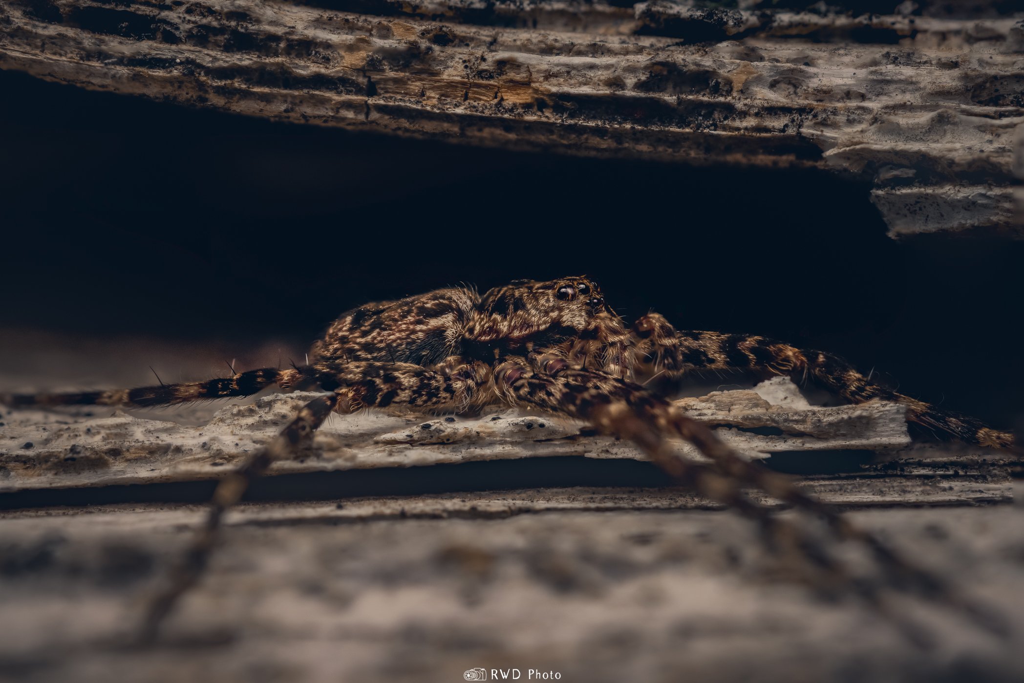 031624_NurserYWebSpider-1.jpg