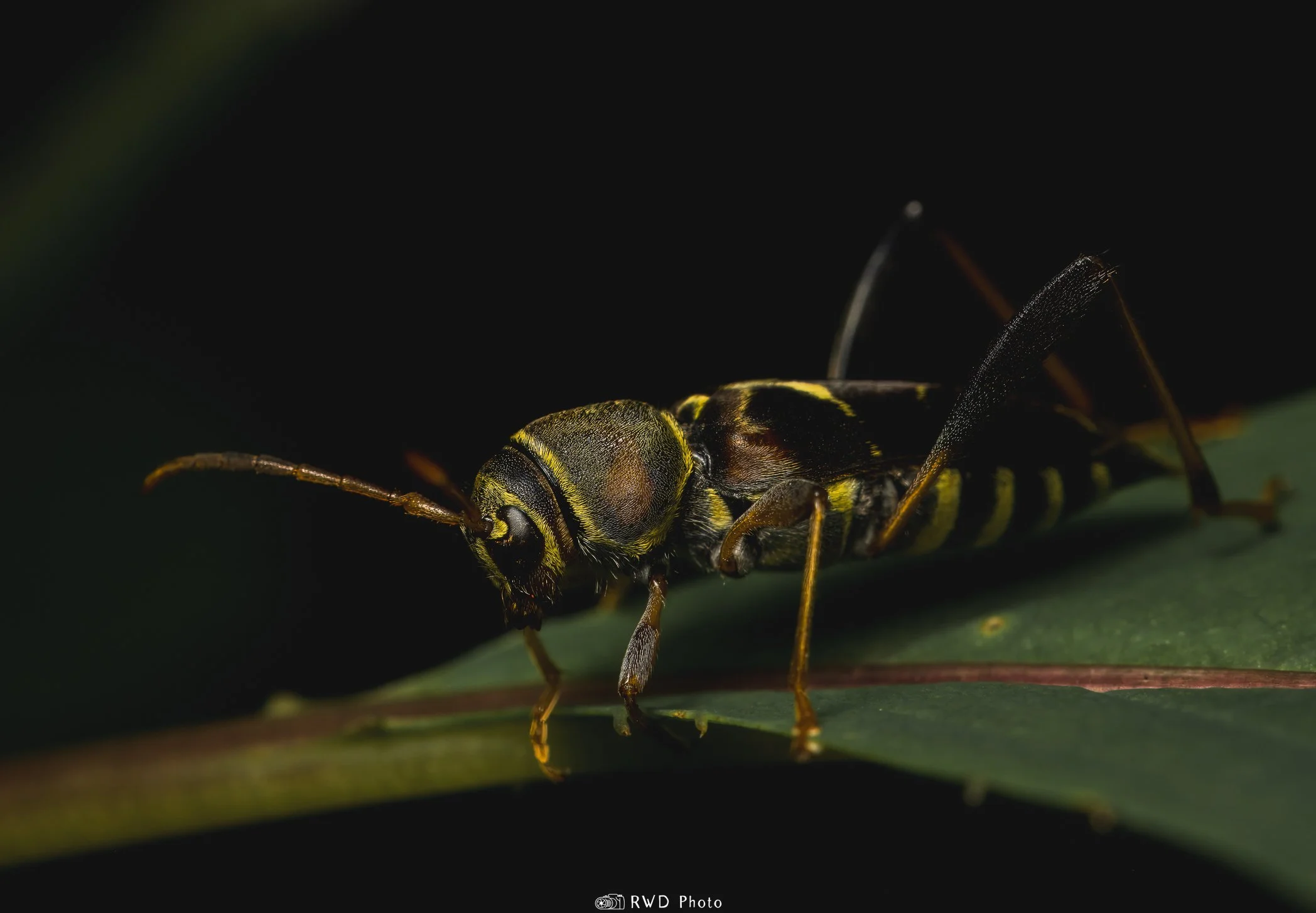 070624_Bug-1.jpg