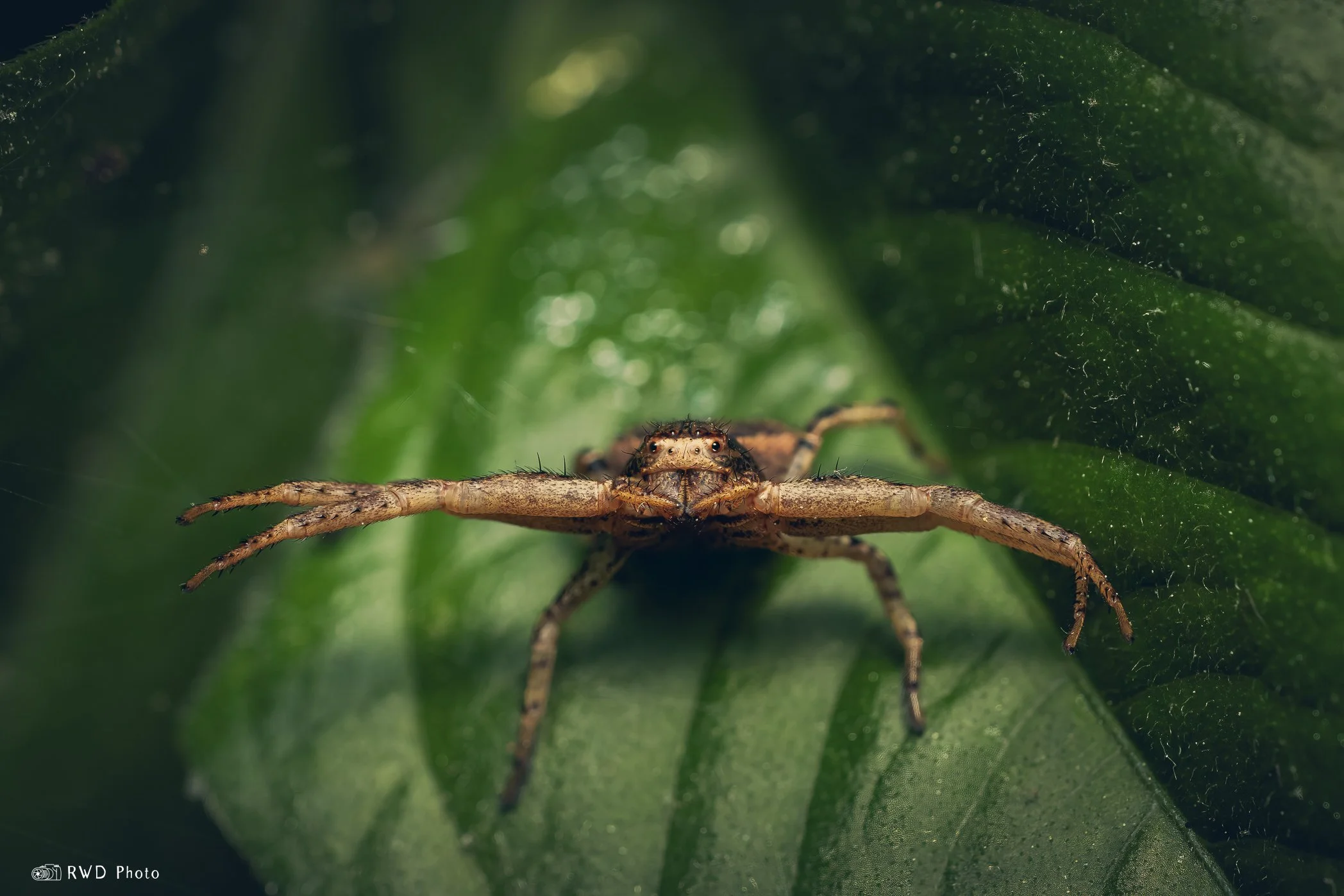 052624_CrabSpiderHug-1.jpg