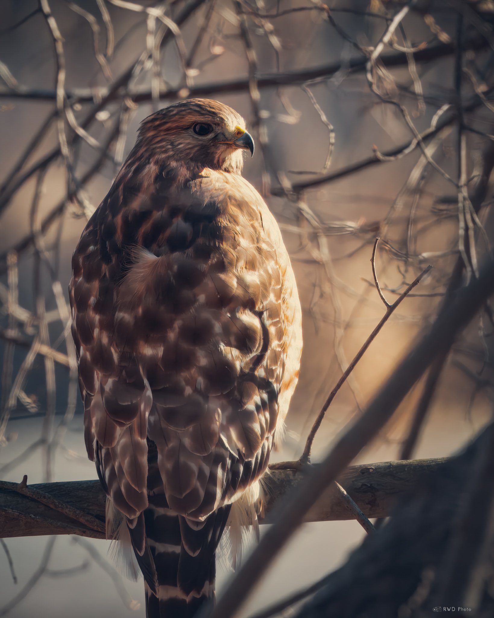 010725_RedShoulderedHawk.jpg