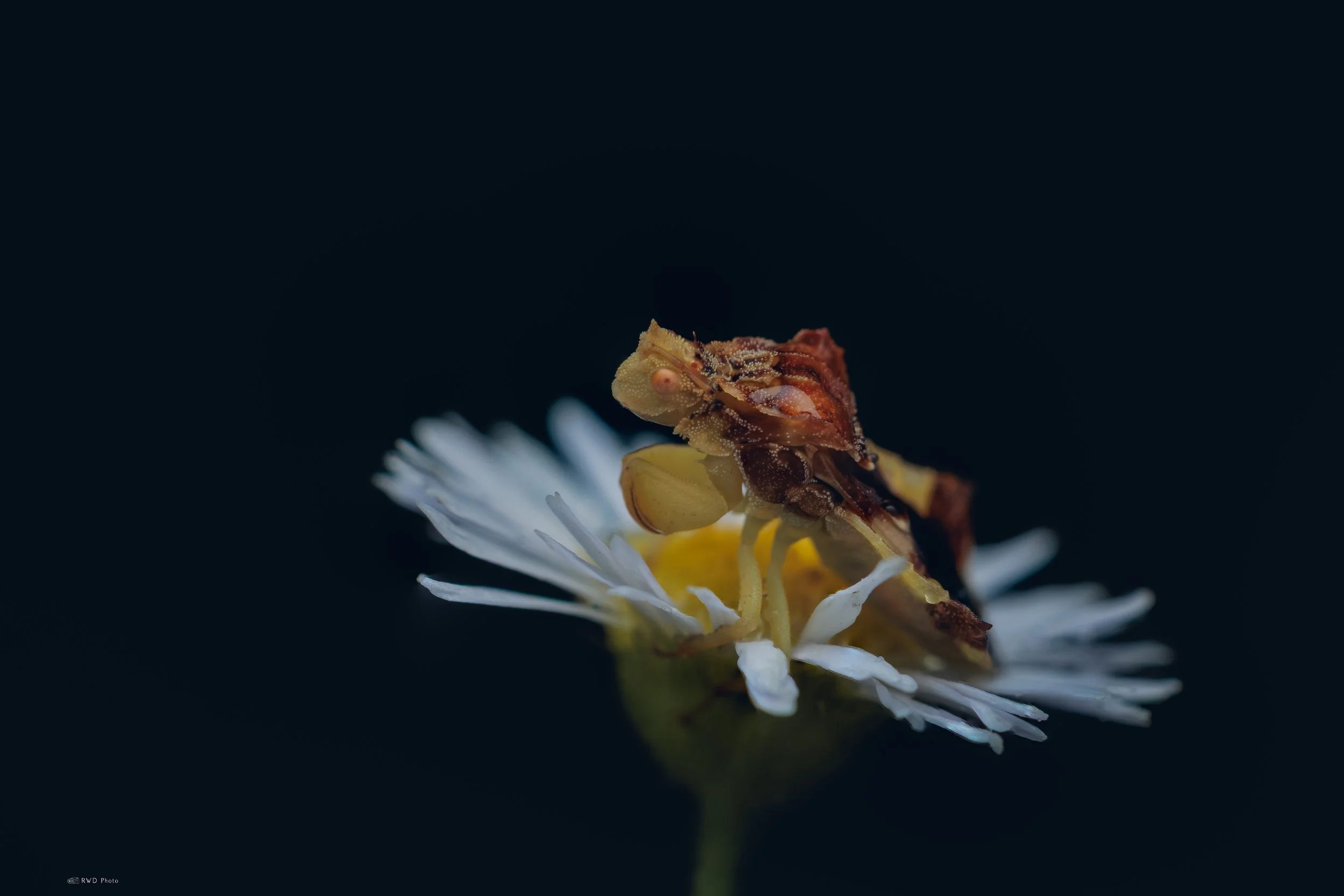 072226-AmbushBug-2.jpg