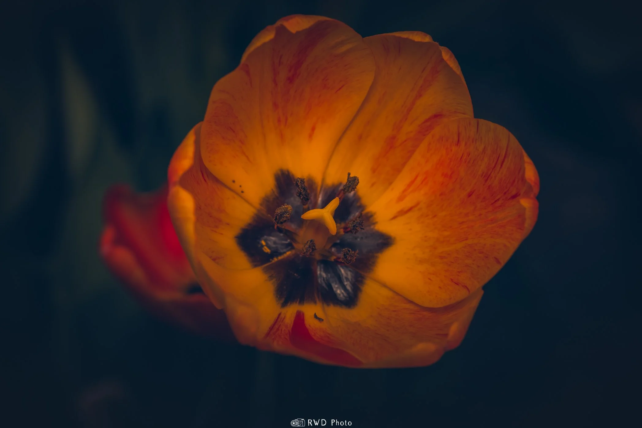 030324_Tulips-1.jpg
