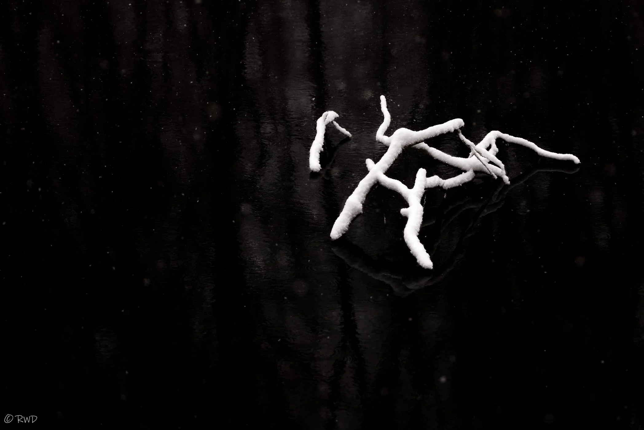 010723_SnowyBranches-1.jpg