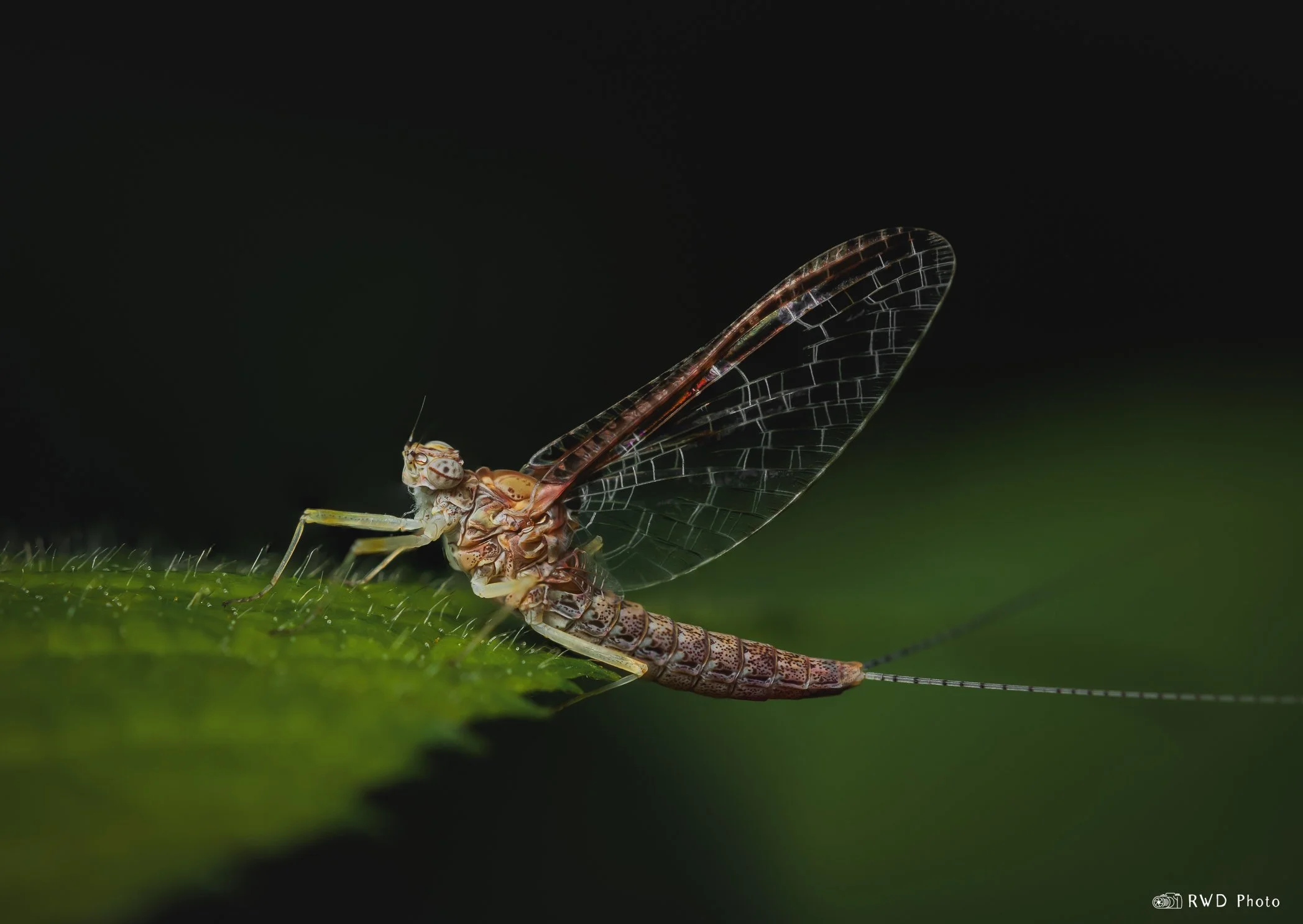 062724_MayFly-1.jpg