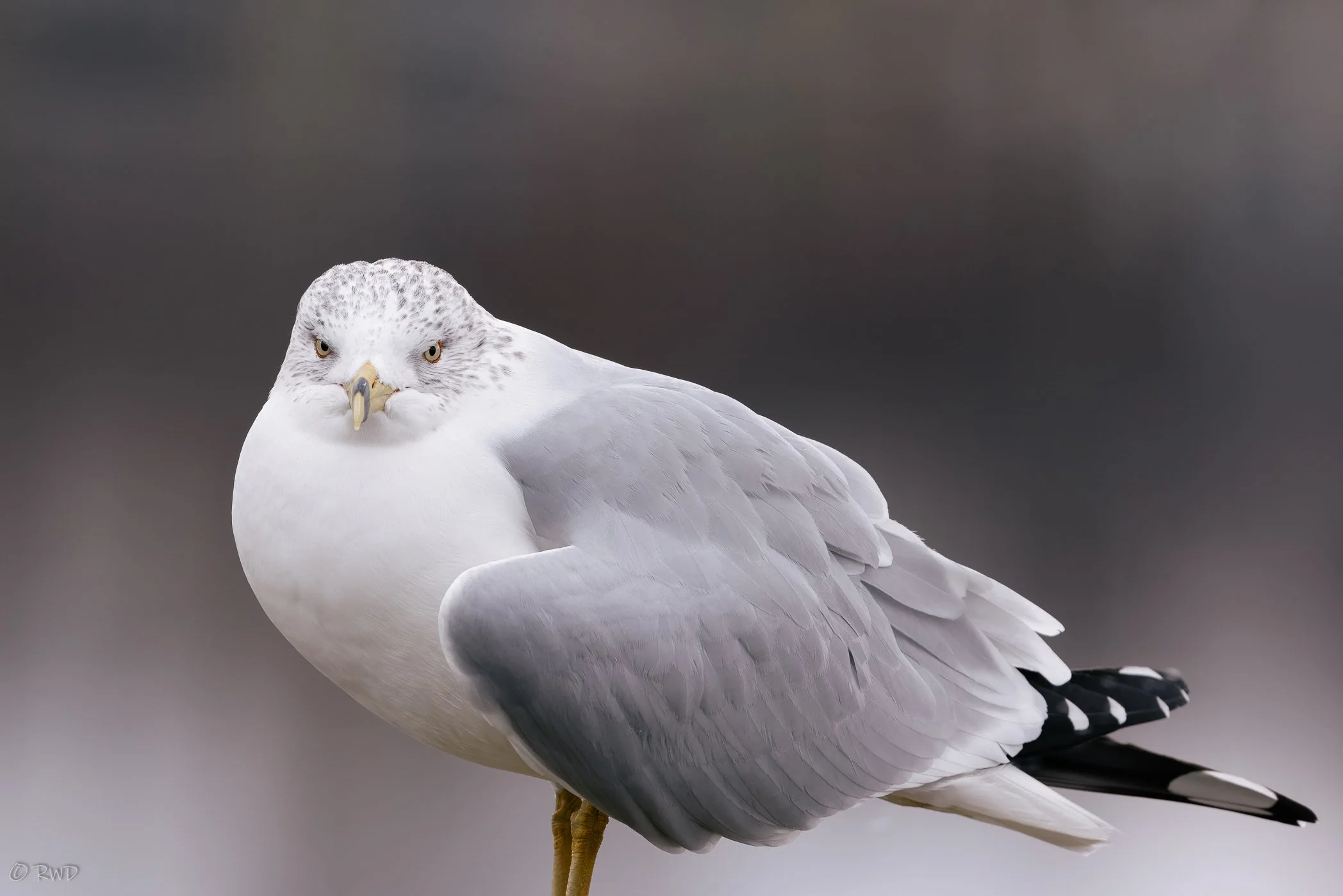 012724_Seagulls-2.jpg