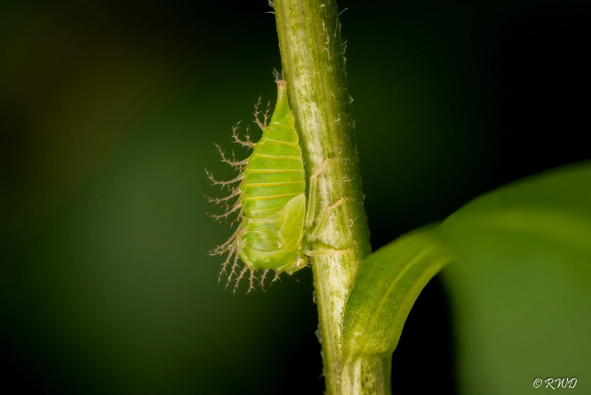 070523_BuffaloTreehopper.jpg