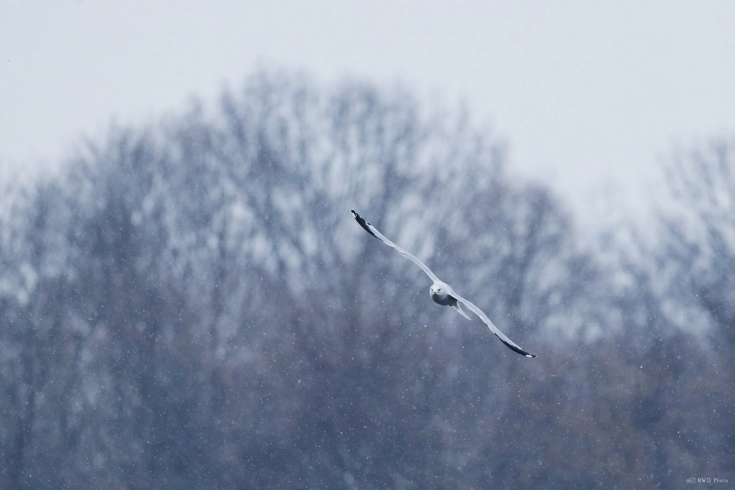 011726-Seagull.jpg