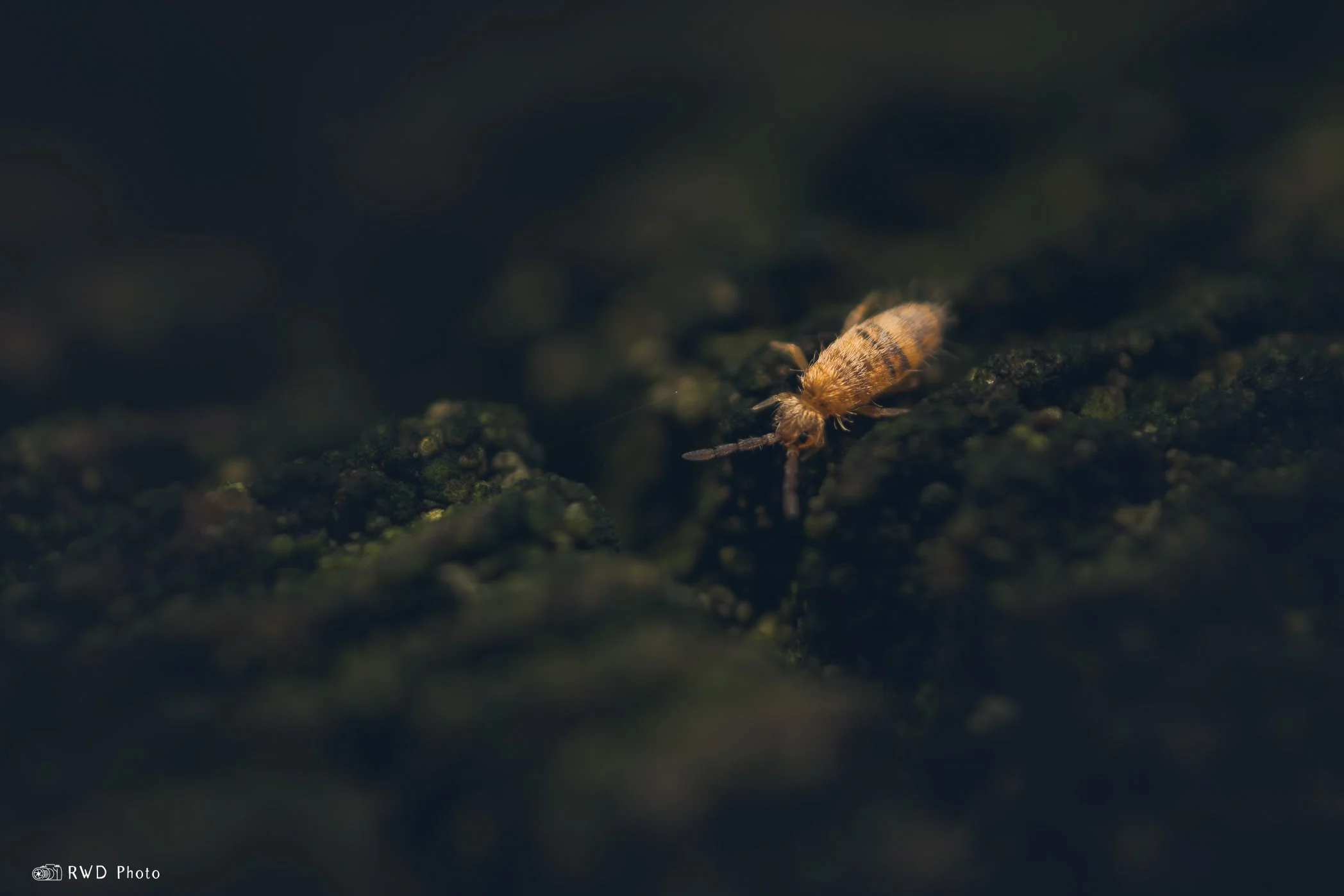032924_Springtail-1.jpg