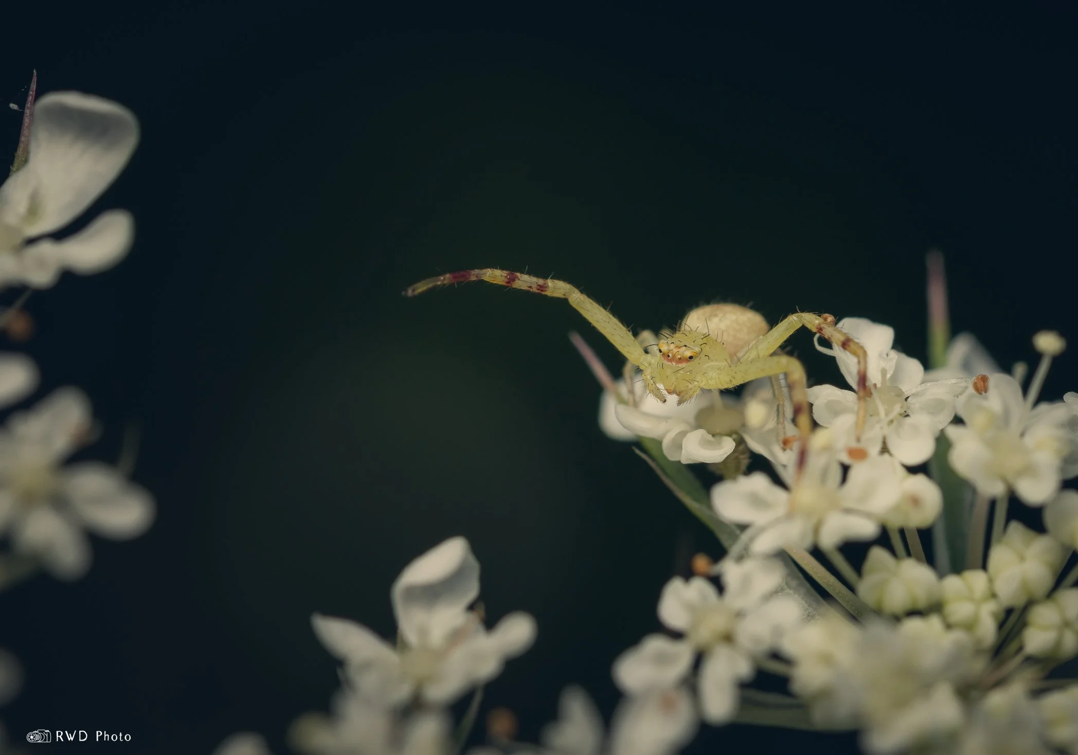 080224_CrabSpider-1.jpg