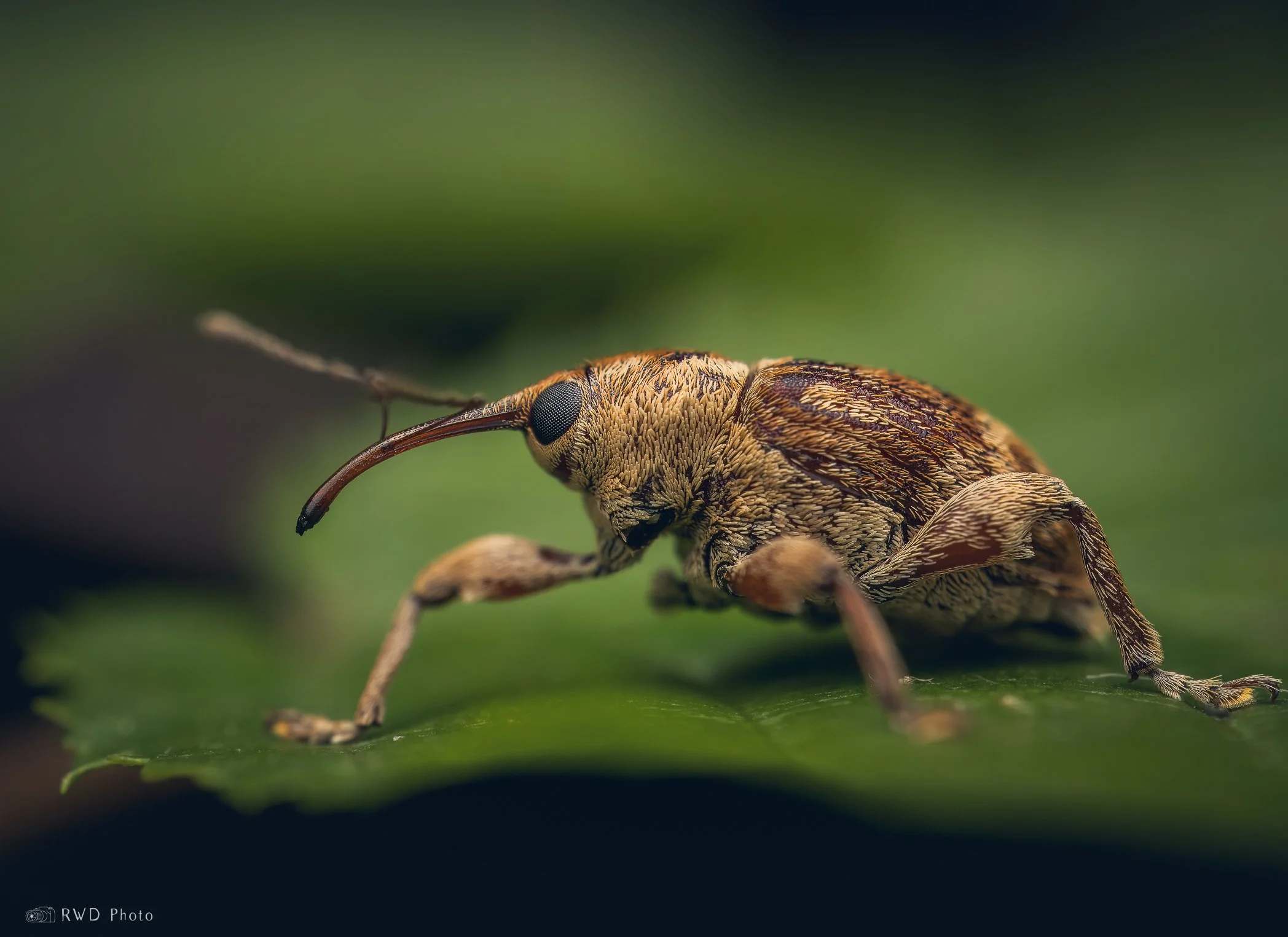 082224_AcornWeevil.jpg