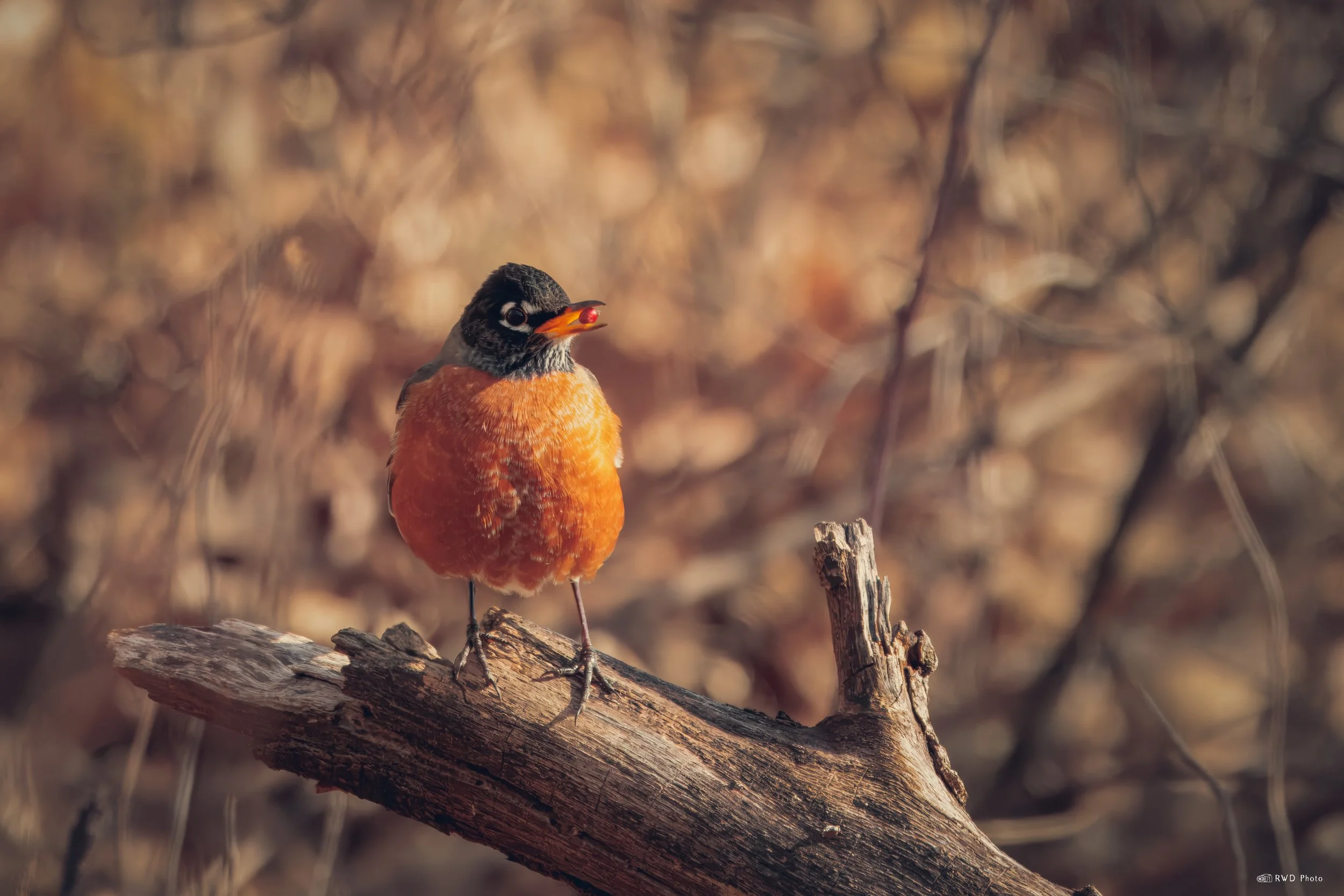 010424_Robins-2.jpg