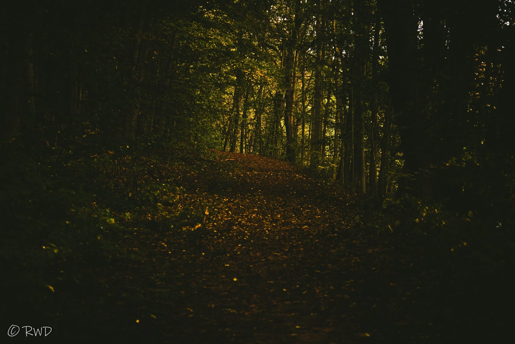 100723_MoodyForest-3.jpg