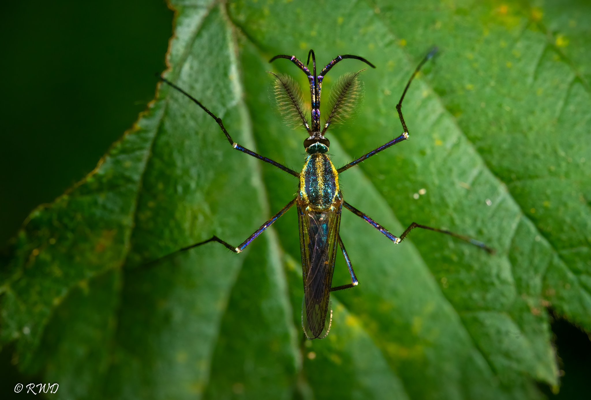 083123_ElephantMosquito.jpg