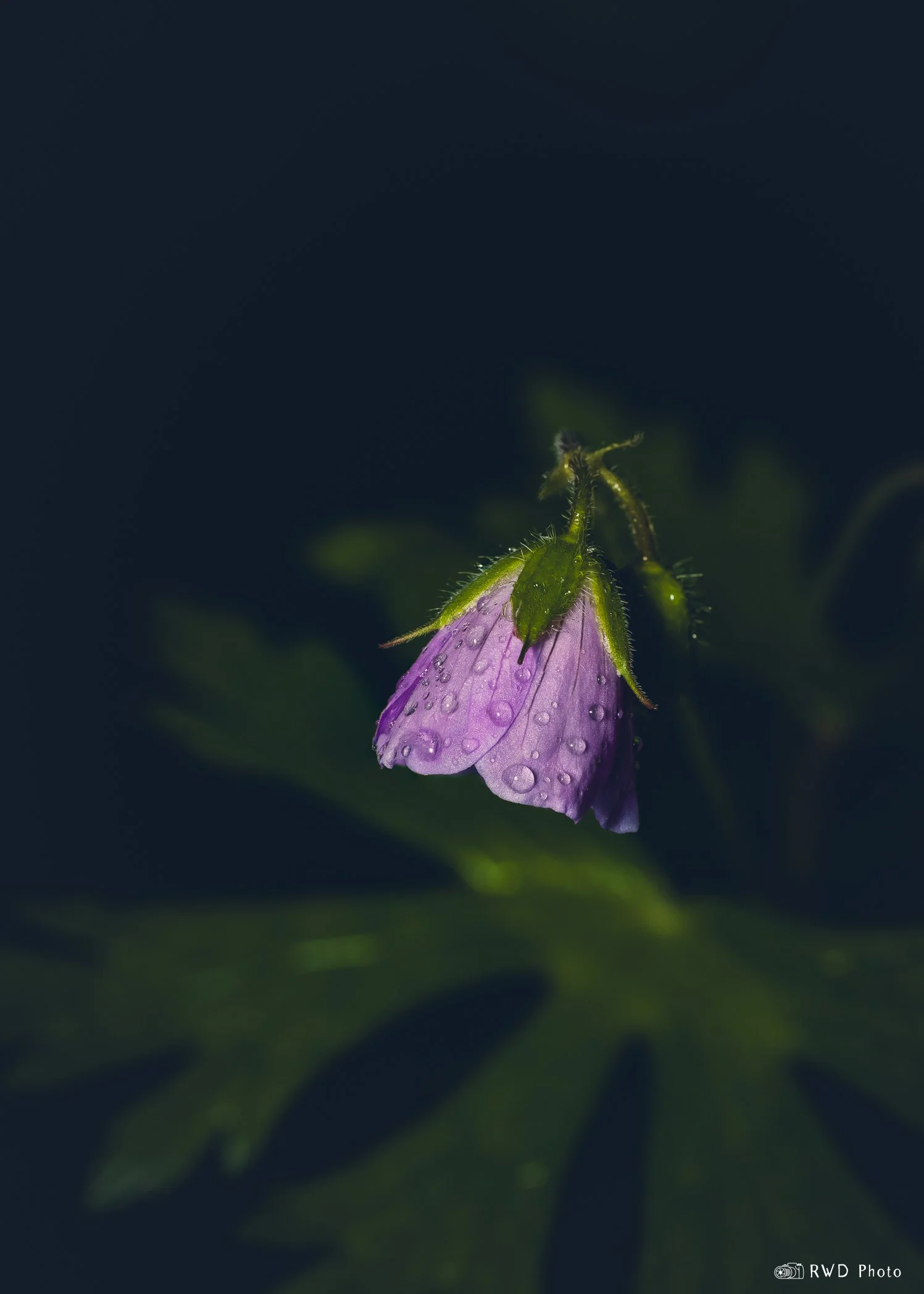 051624_PurpleWildFlower-1.jpg
