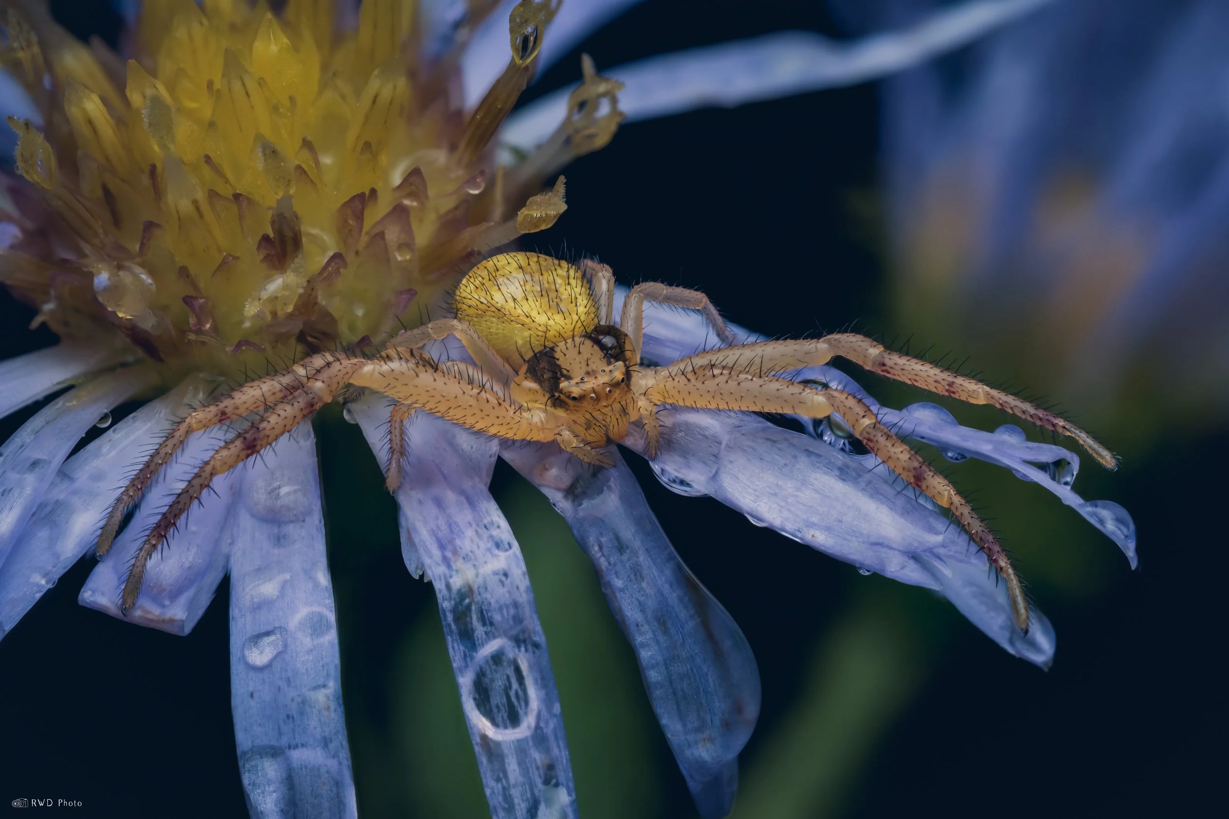 092525-CrabSpider.jpg