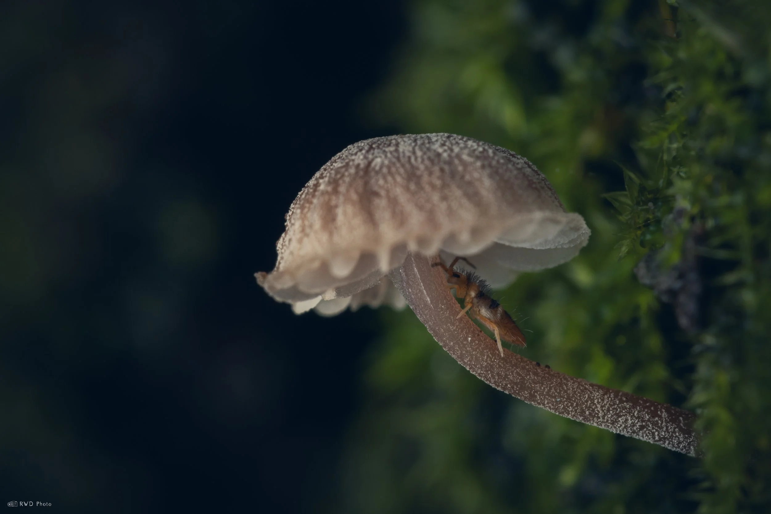 081225-Springtail-Mushroom.jpg