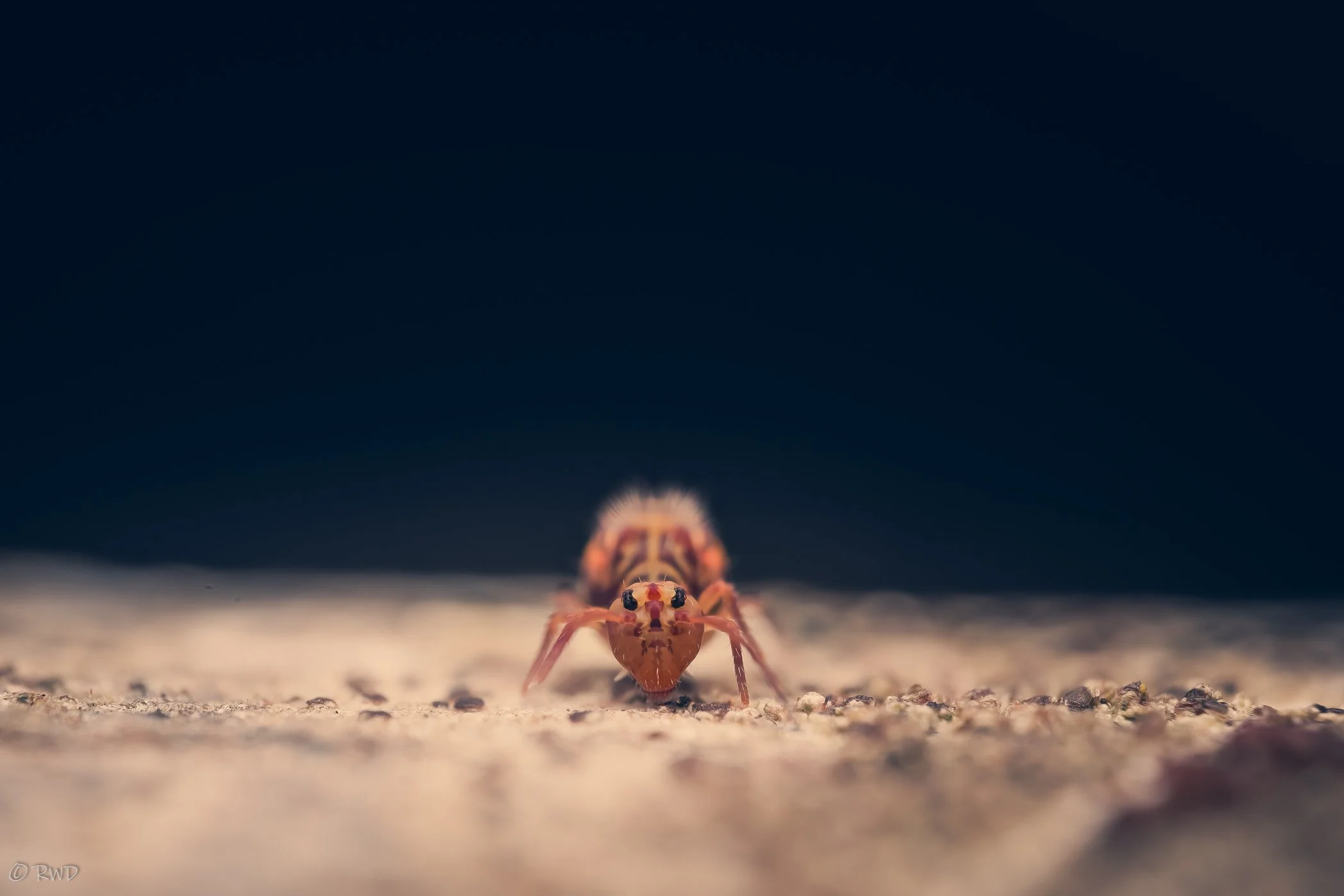 012924_Springtails-1.jpg