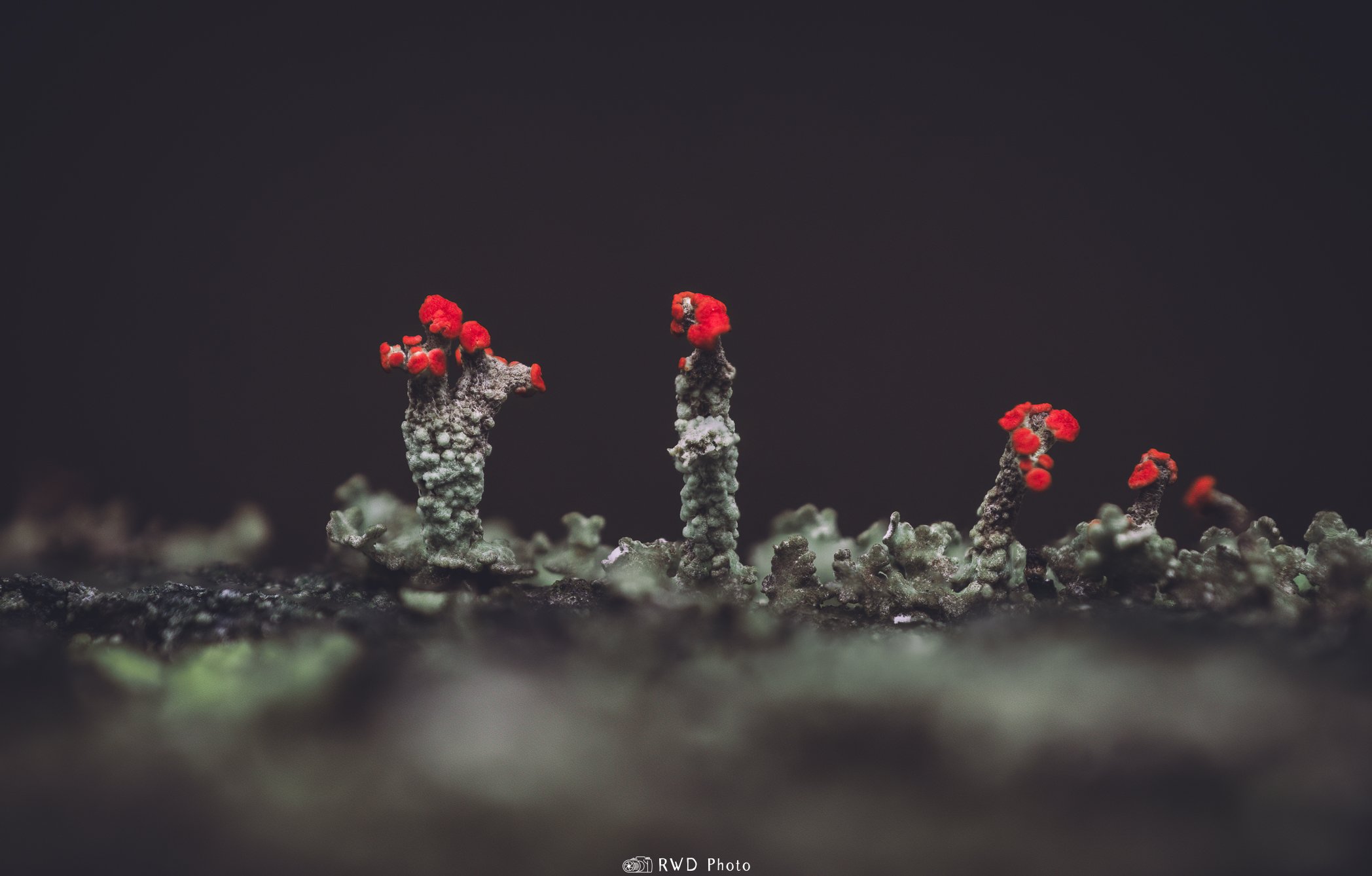032924_BritishSolderLichen-1.jpg
