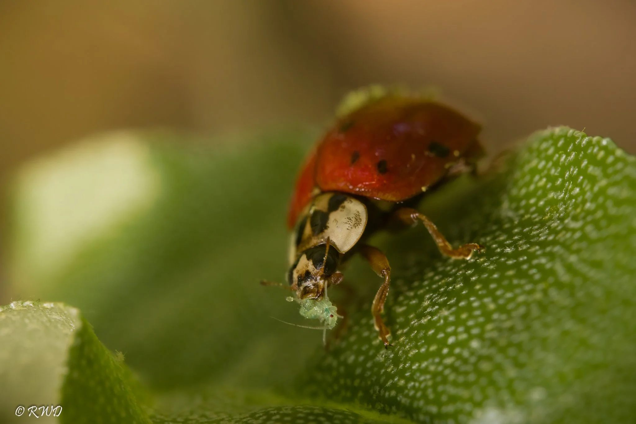 051323_CarnivoreLadyBug.jpg