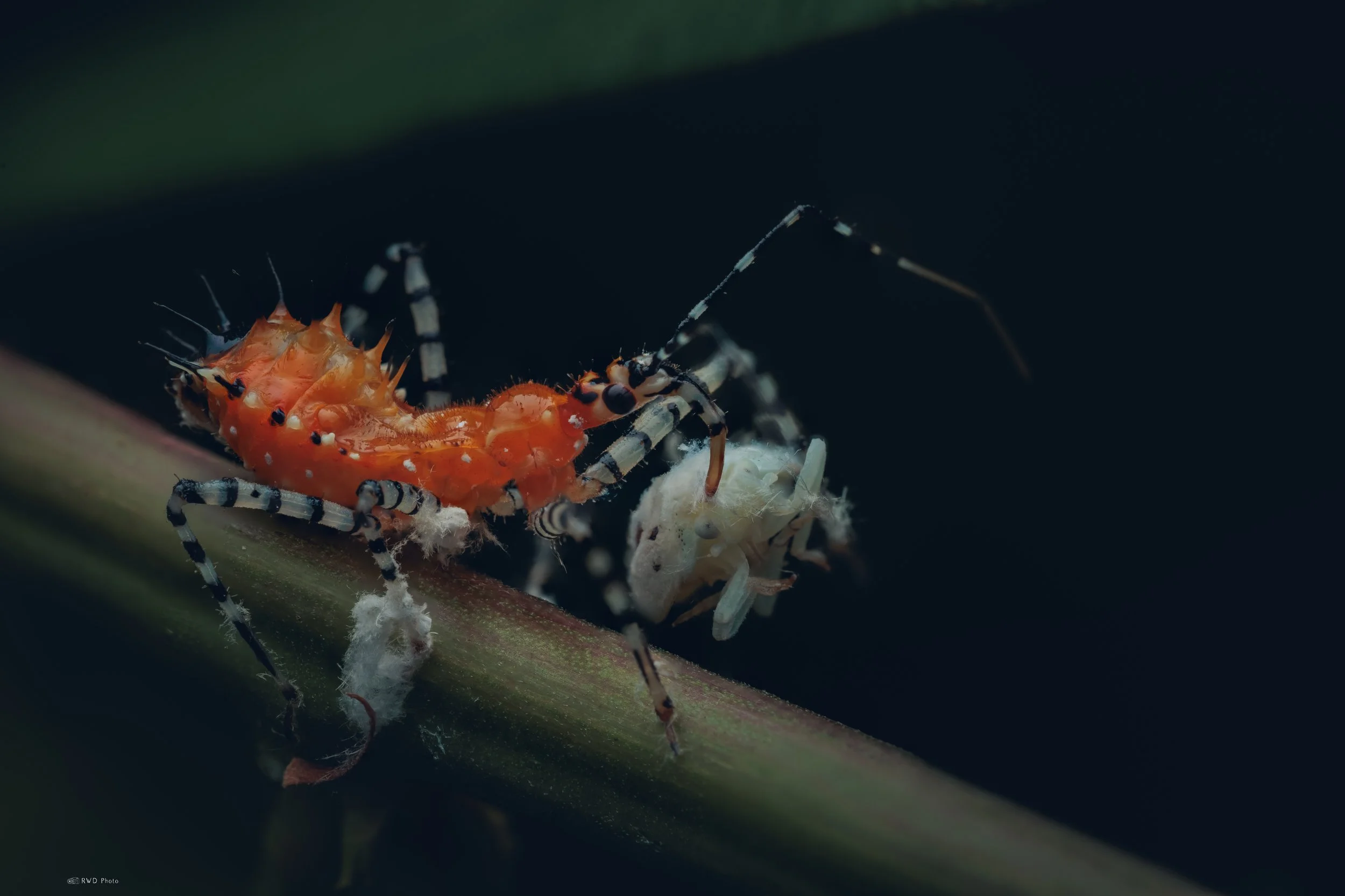 073126-AssassinBug-1.jpg