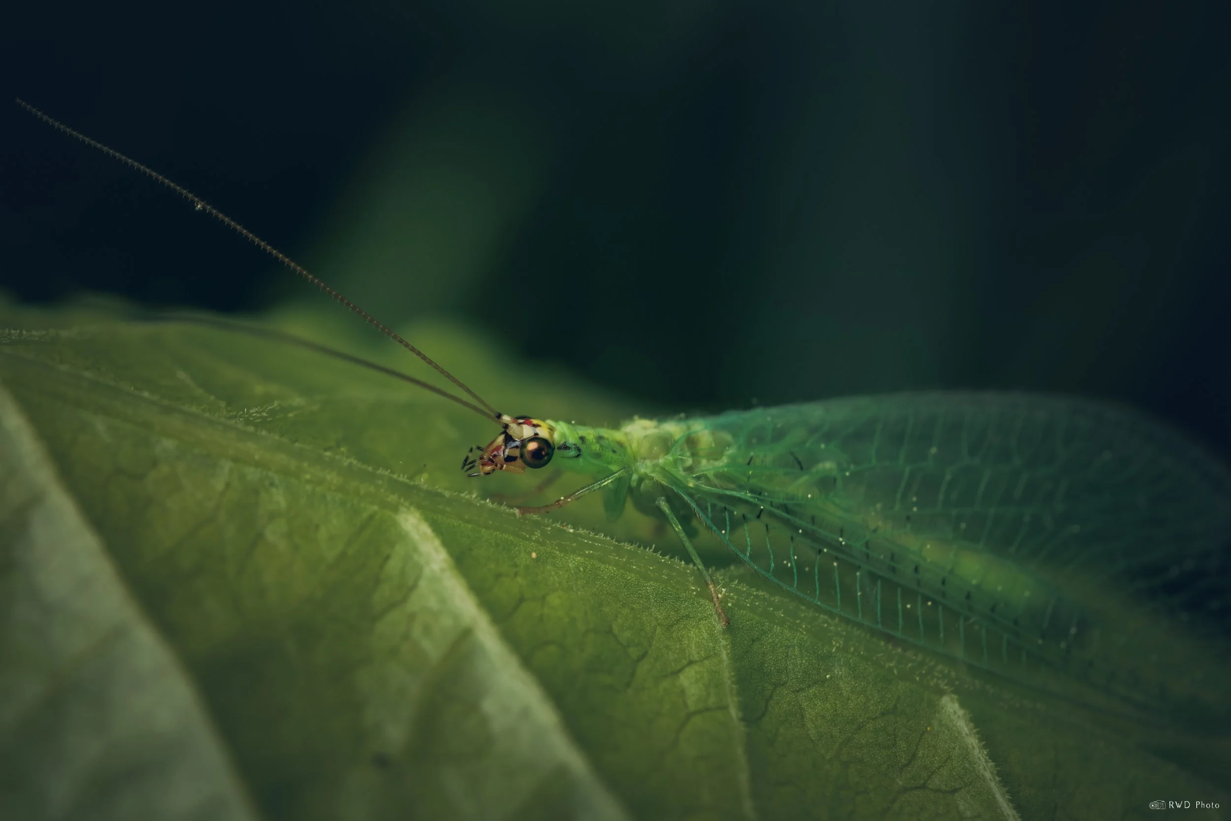 052625-GreenLacewing.jpg