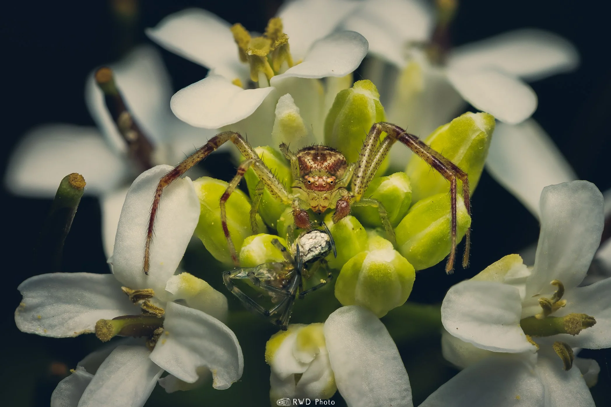 050224_CrabSpider-1.jpg