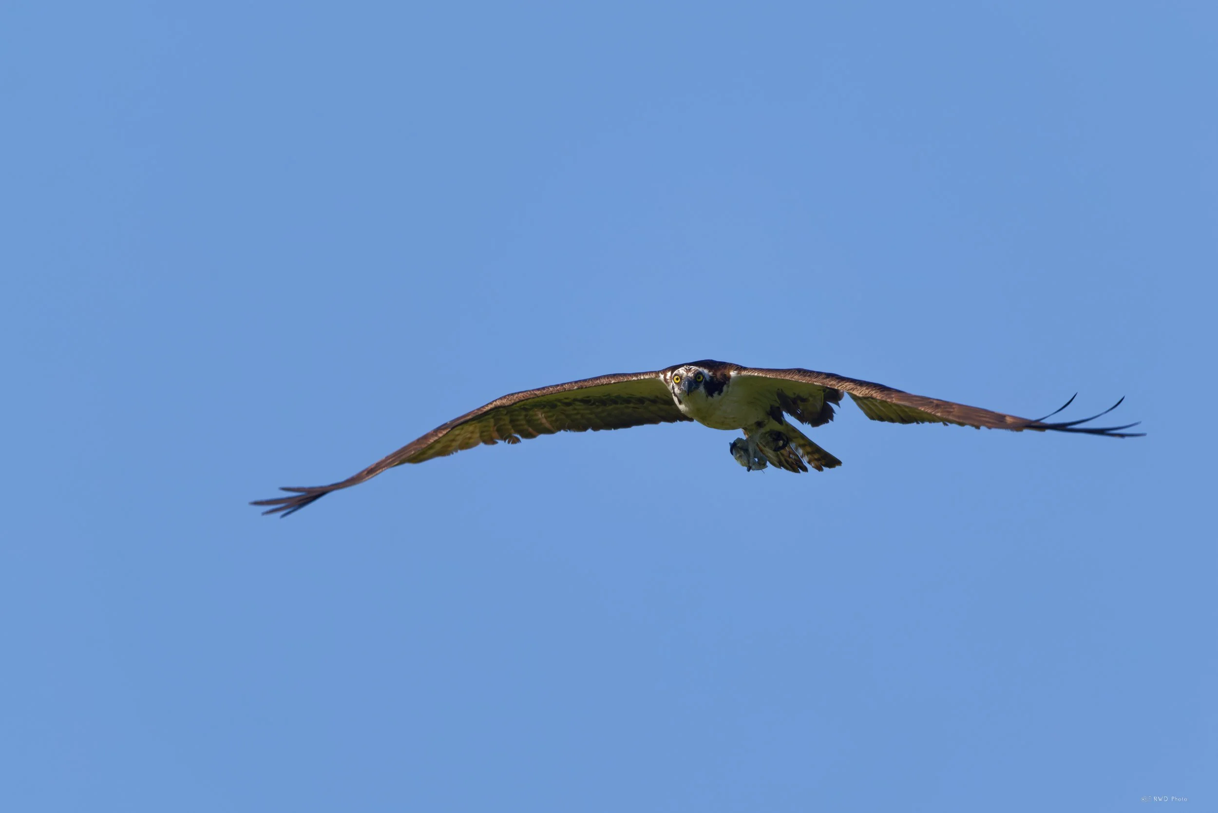 081626-Osprey-1.jpg