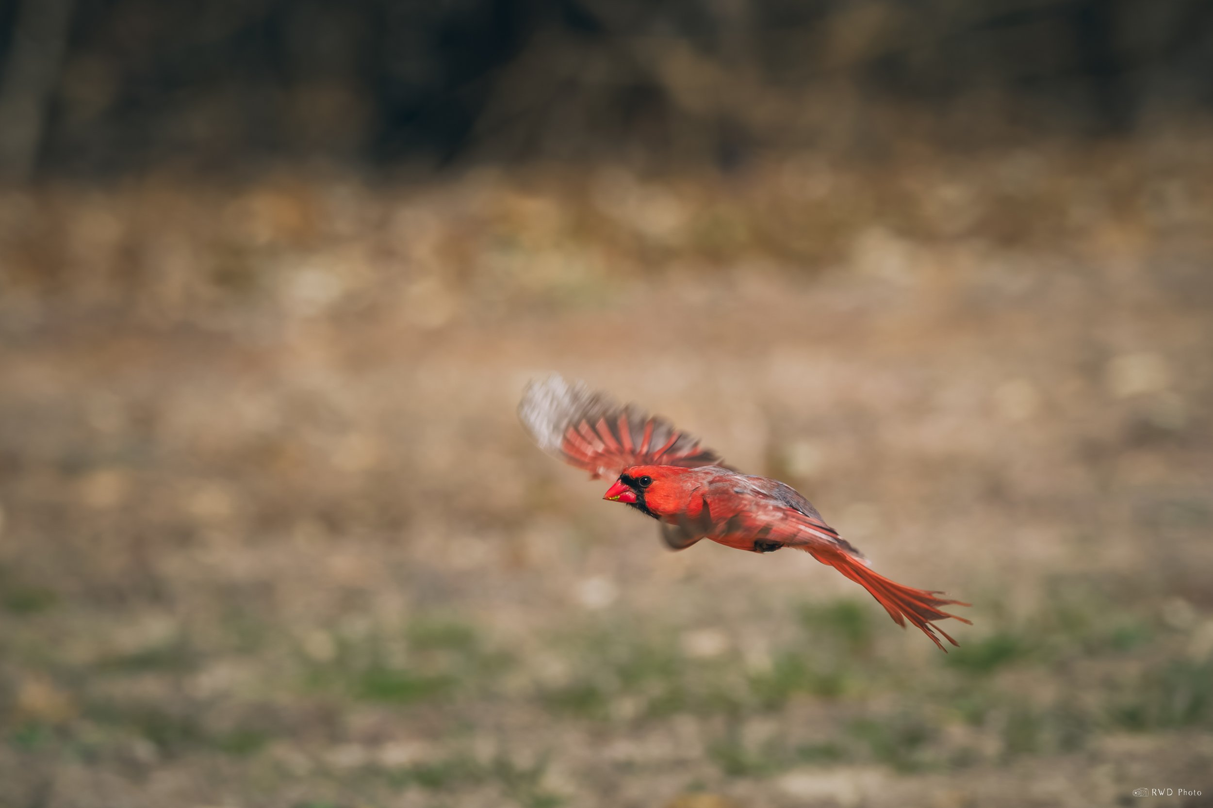 032926-NorthernCardinal-1.jpg