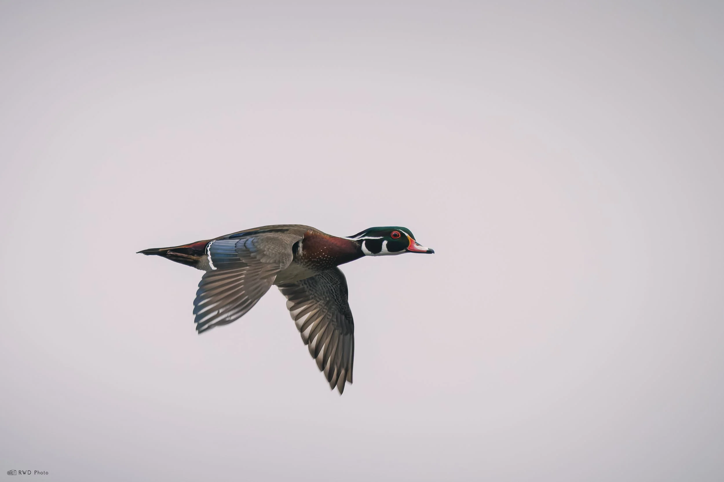 030626-WoodDuck-1.jpg