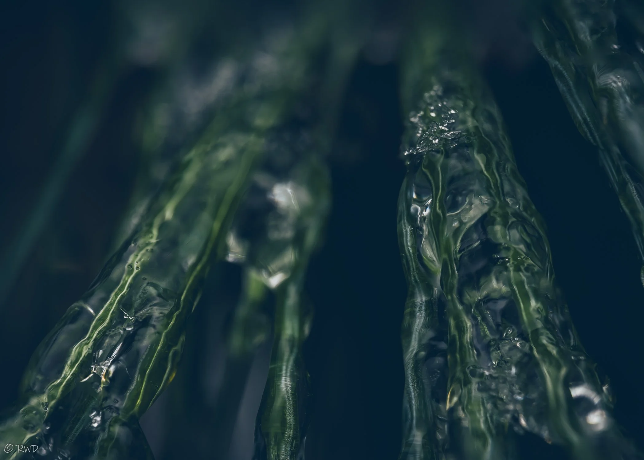 011724_IcyPineNeedles-1.jpg