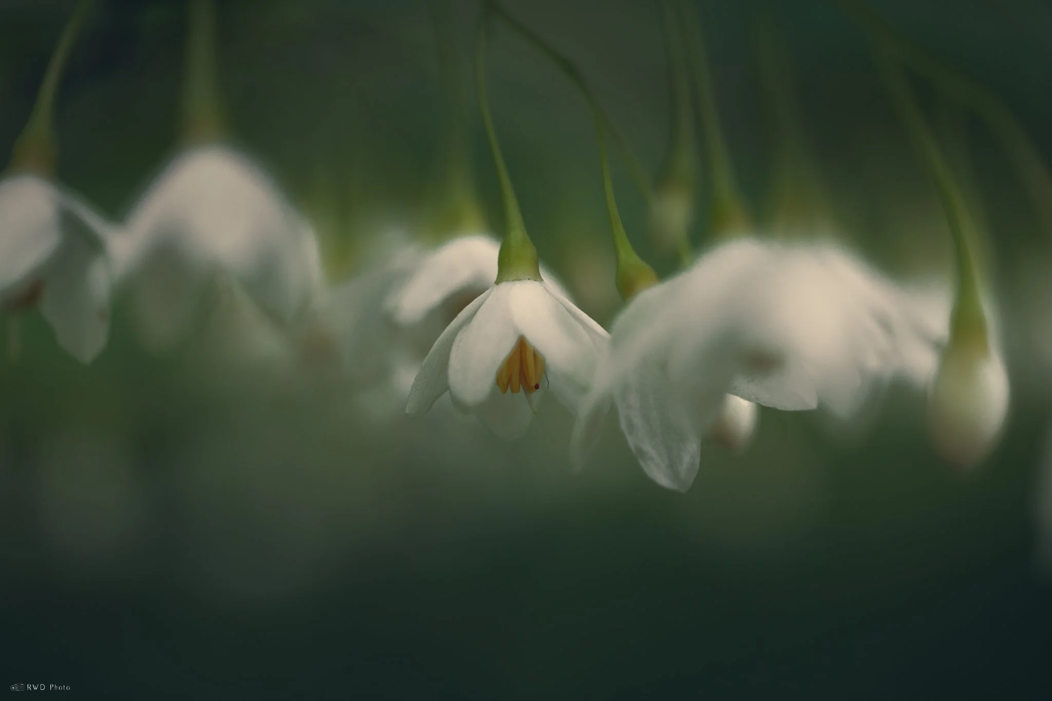060125-JapaneseSnowbell.jpg