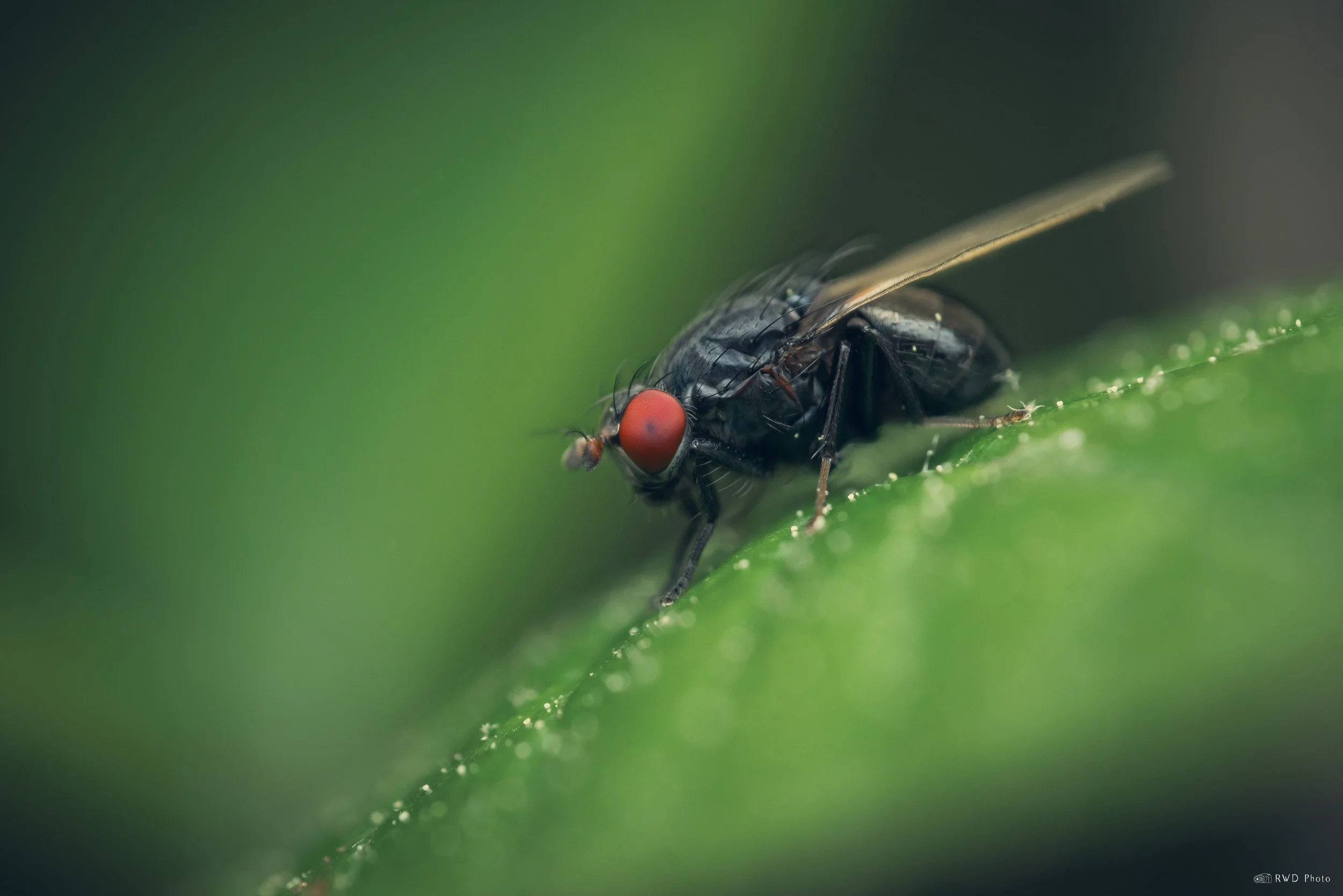 051325-TinyFly.jpg