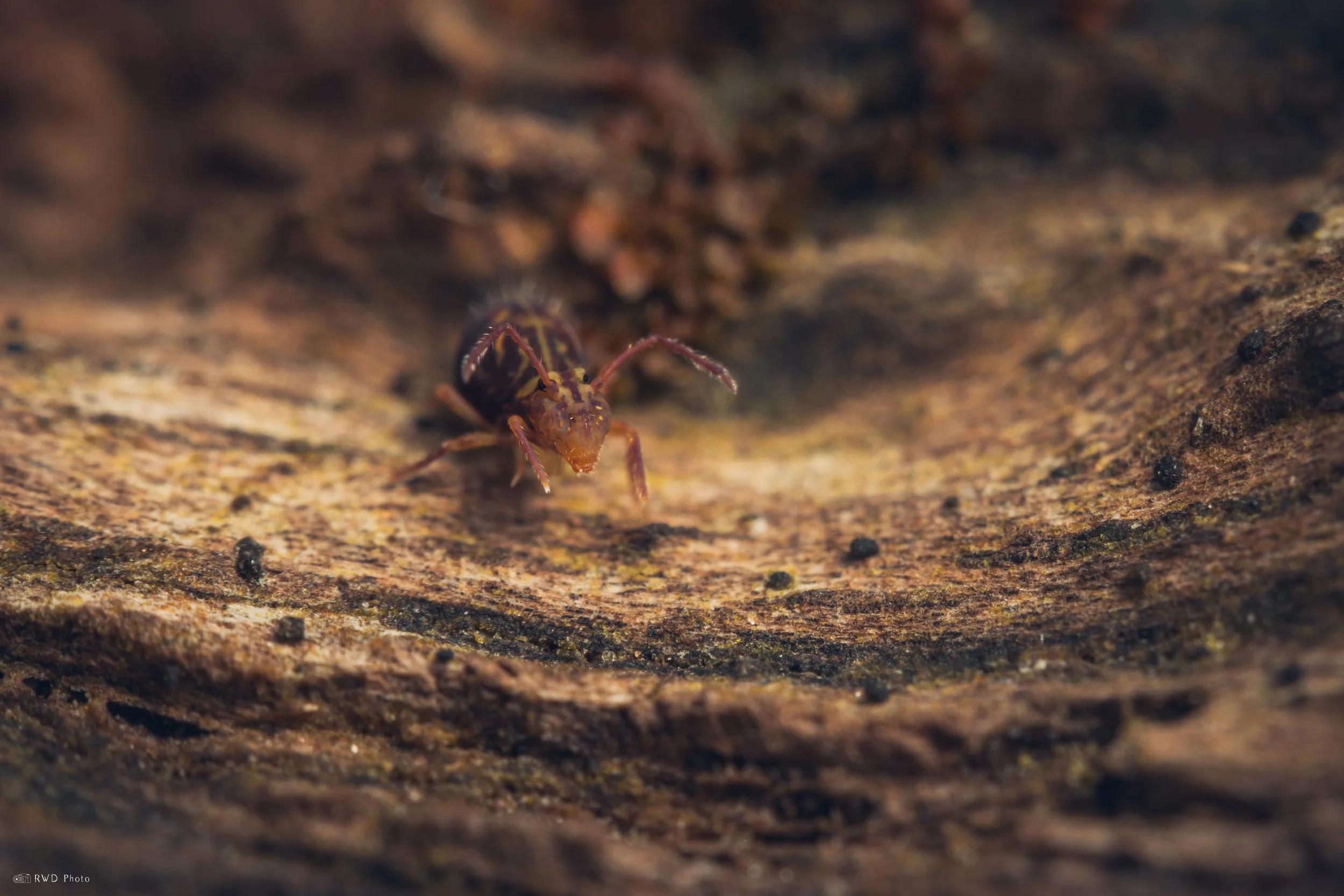 011426-GlobularSpringtail.jpg
