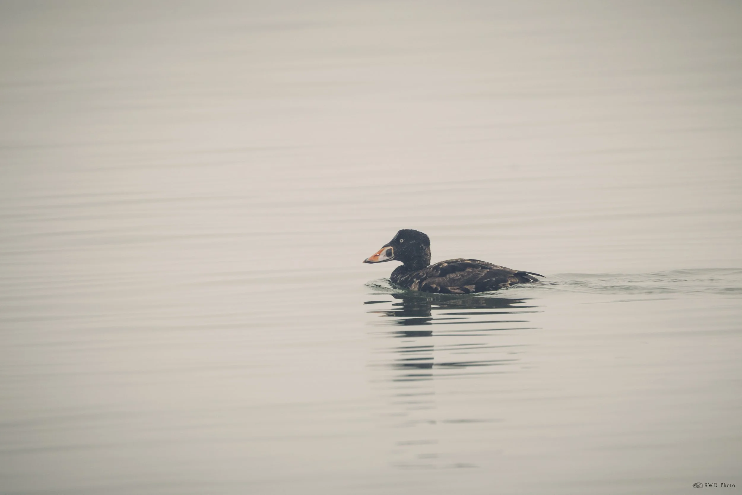 030726-Scoters-1.jpg