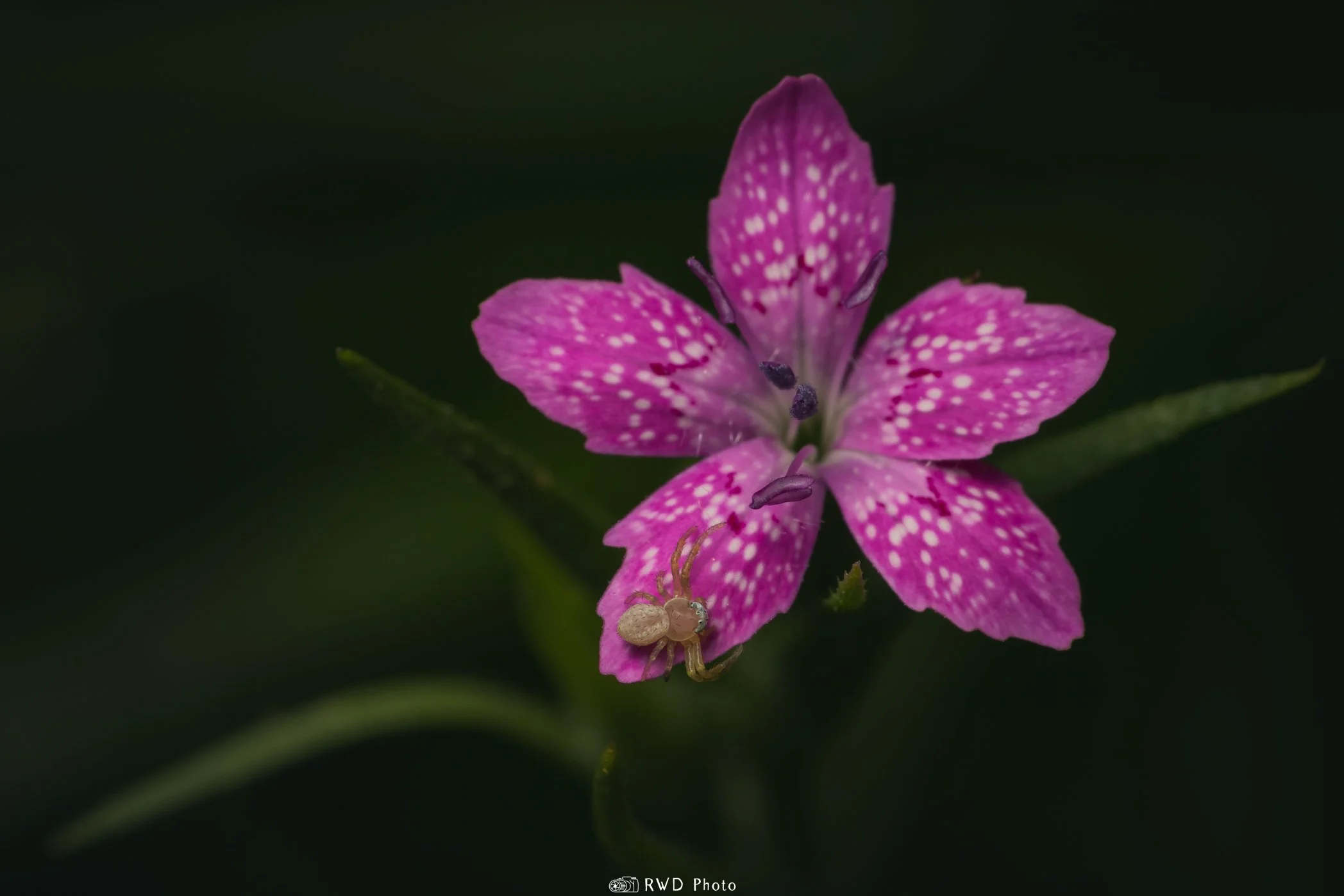 070424_PinkFlowerSpider-2.jpg
