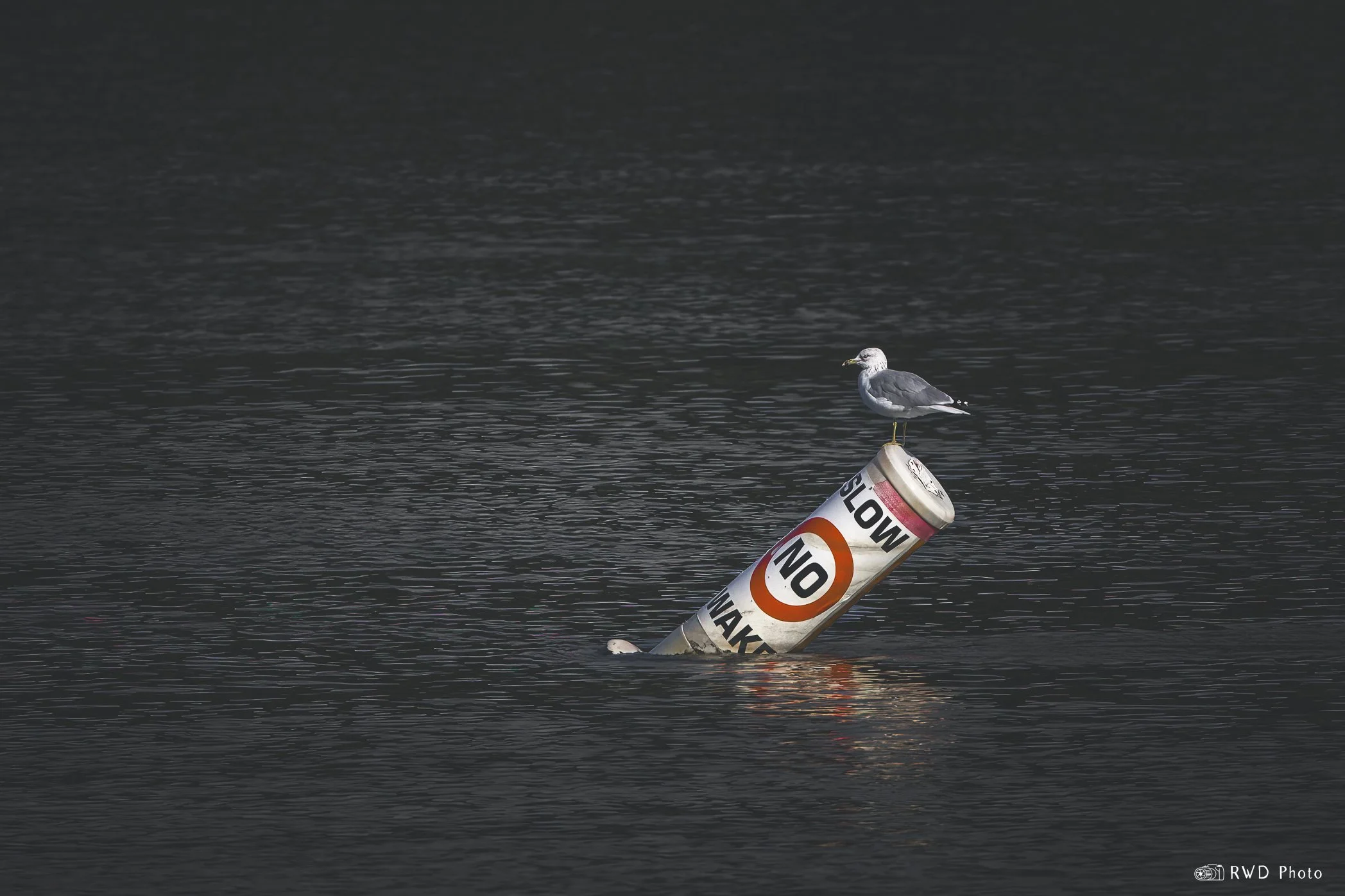 090124_Seagull-1.jpg