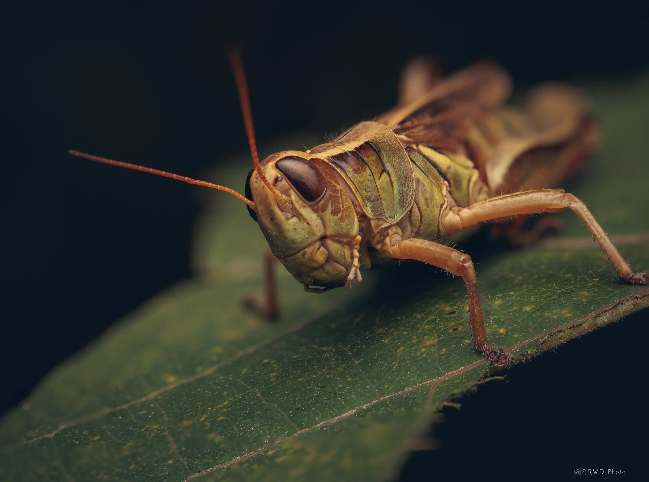 090624_Grasshopper.jpg